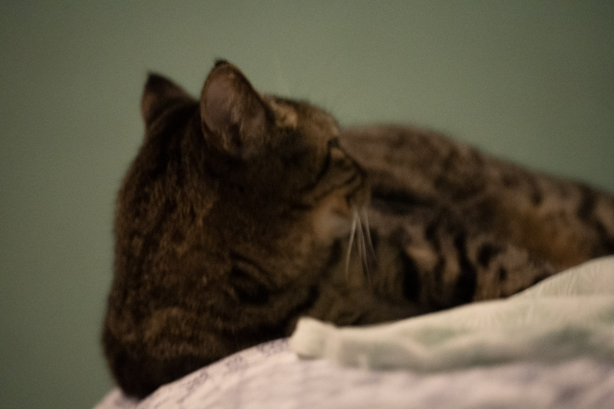 2020-12-28_Santa_Rita - foto 132