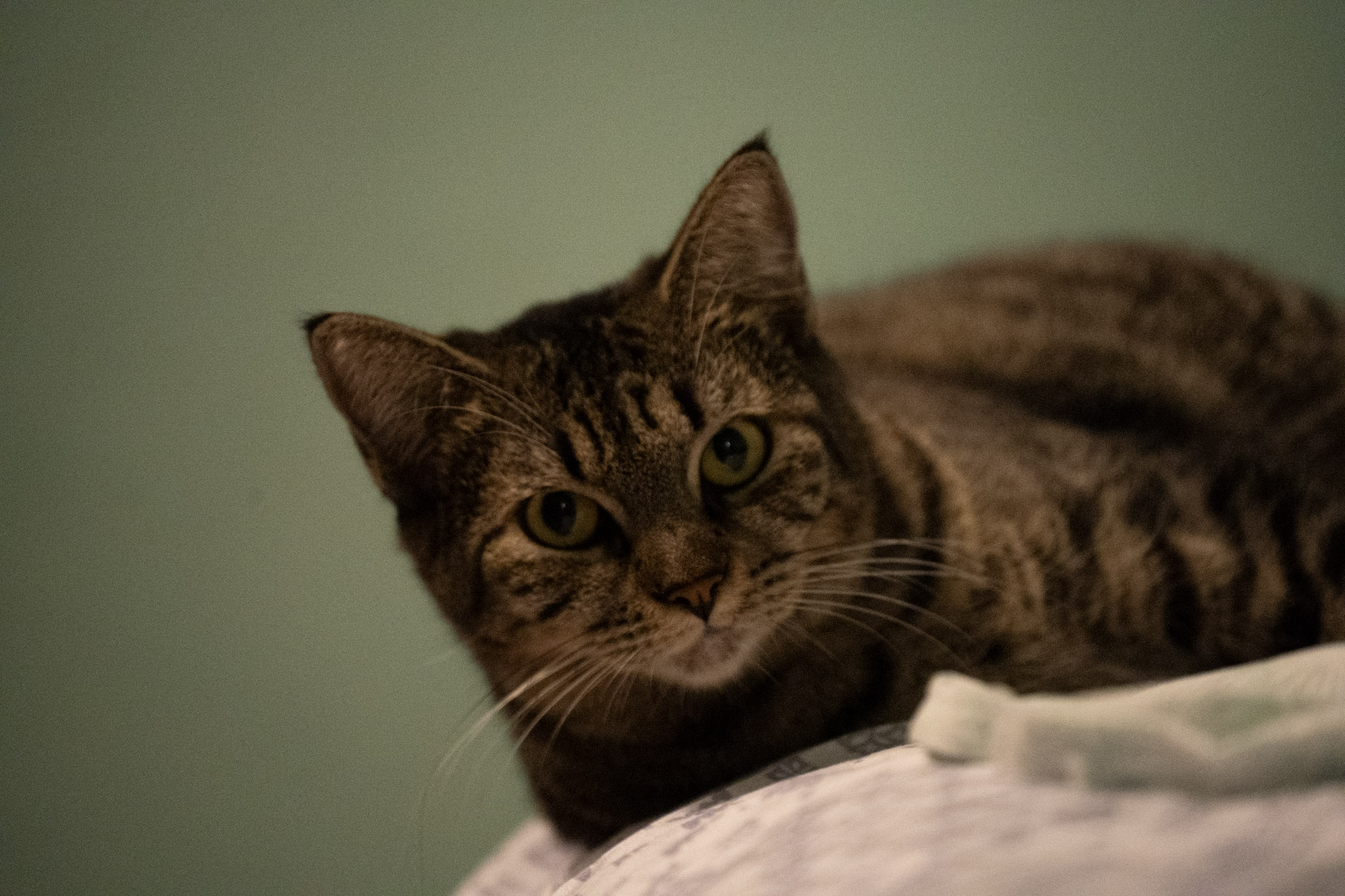 2020-12-28_Santa_Rita - foto 134