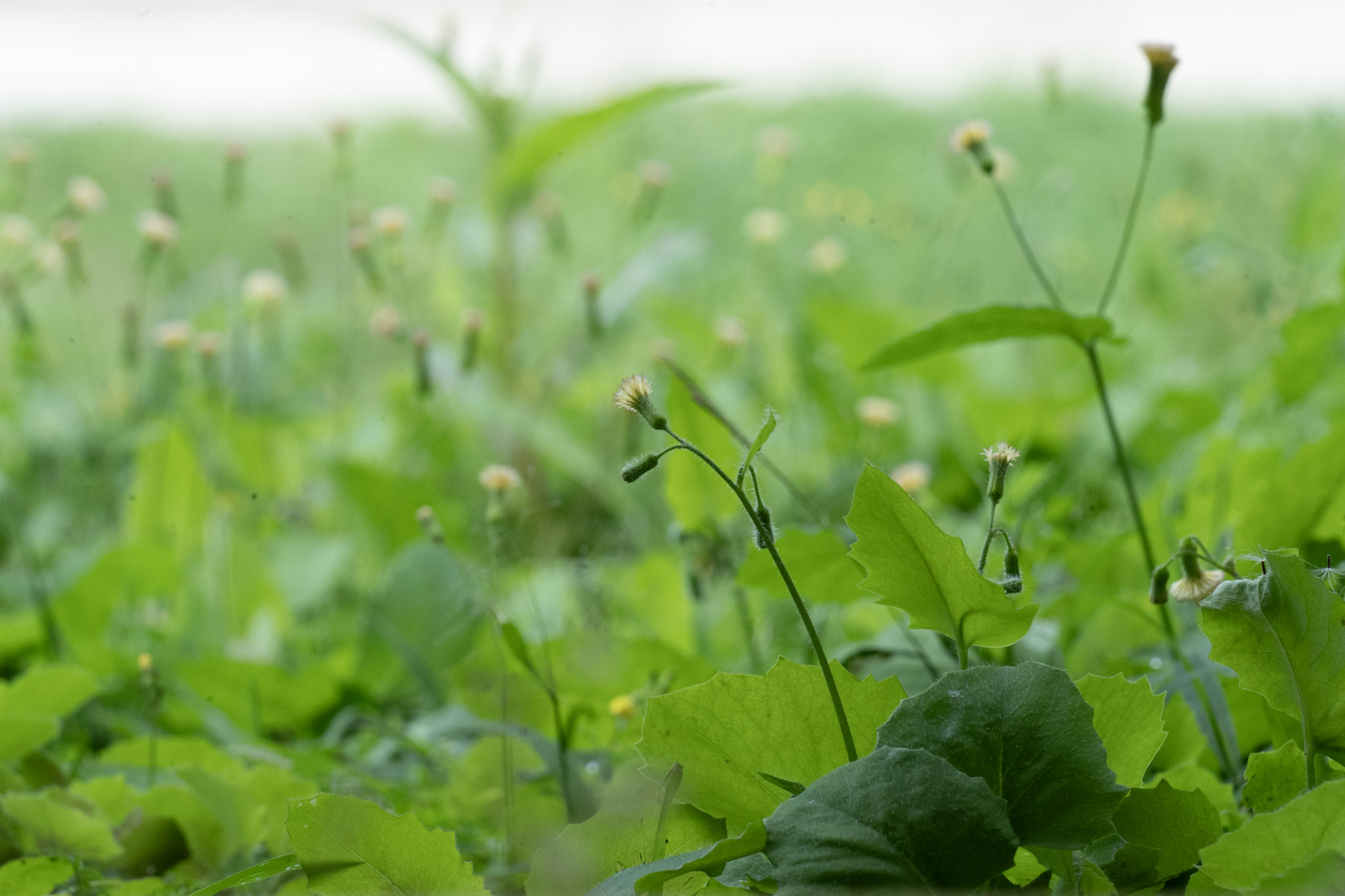 2020-12-28_Toro_Verde - foto 70