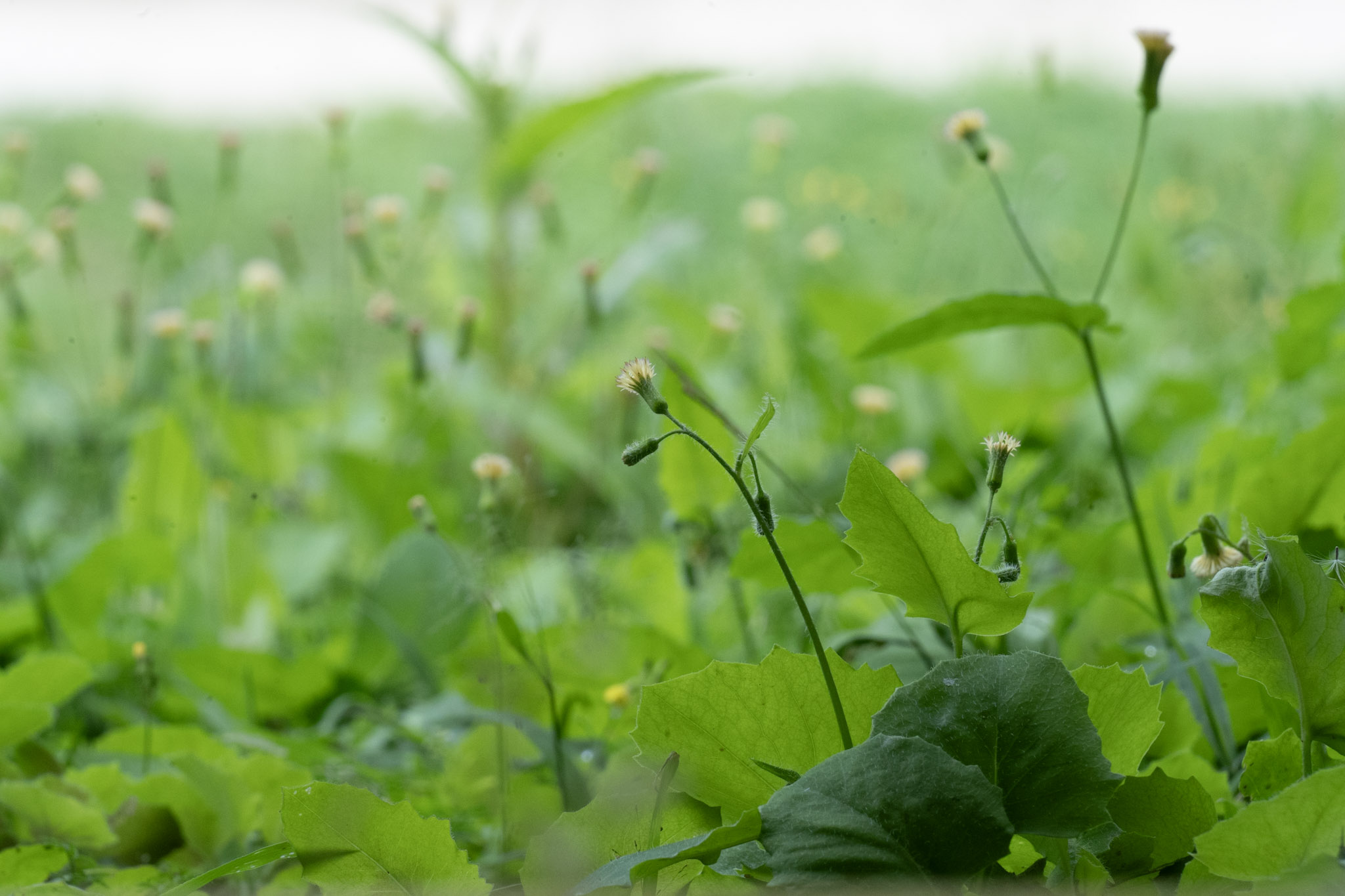 2020-12-28_Toro_Verde - foto 72