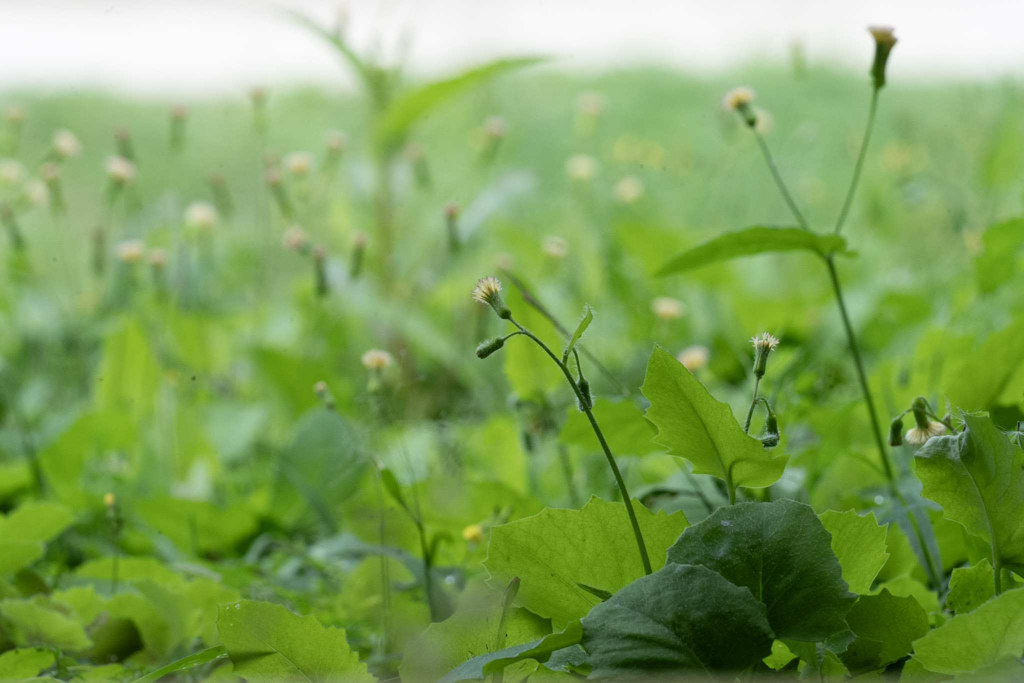 2020-12-28_Toro_Verde - foto 74