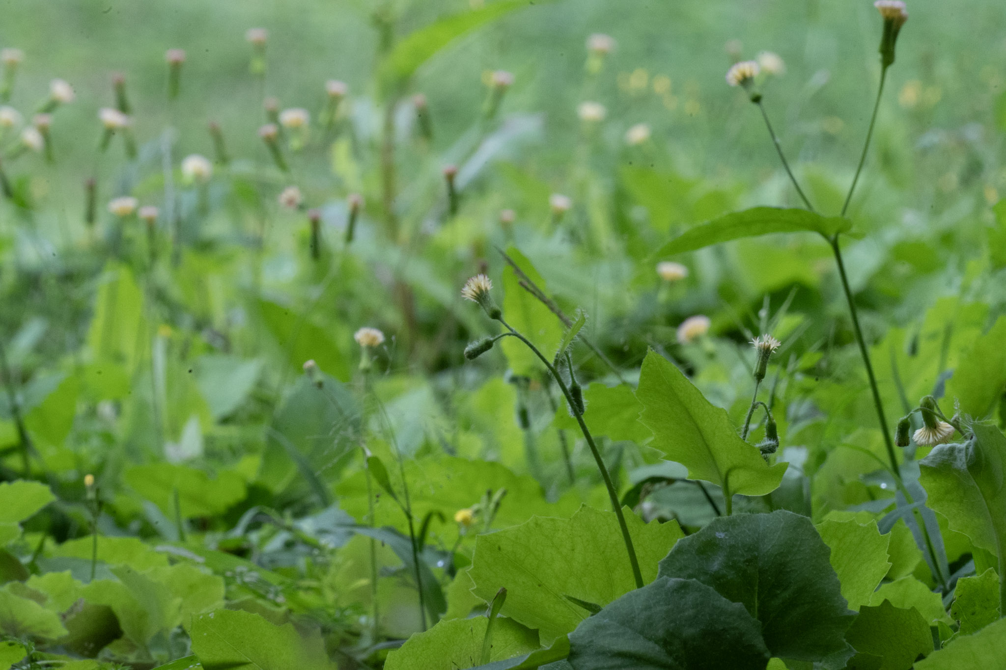 2020-12-28_Toro_Verde - foto 76