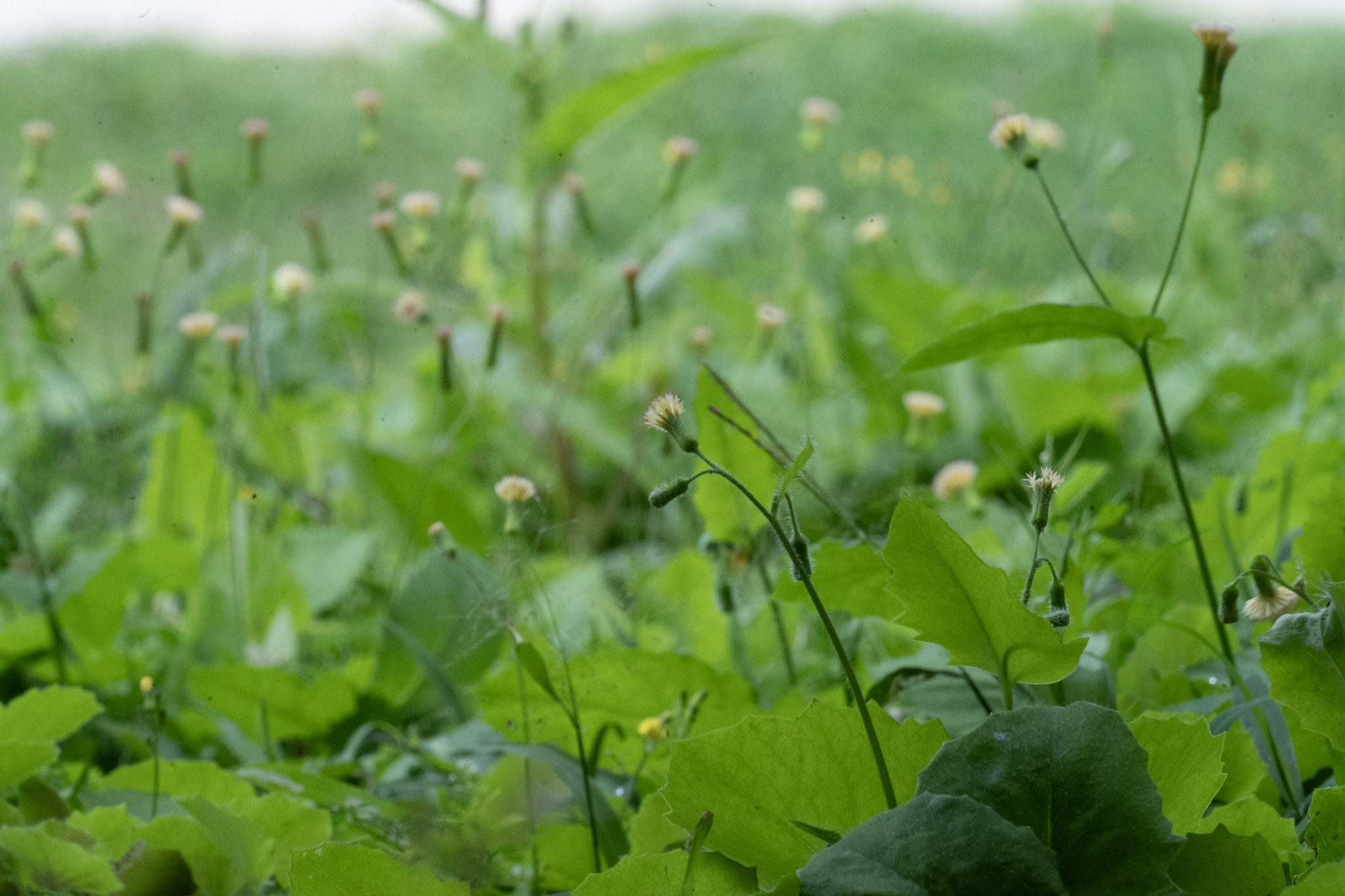 2020-12-28_Toro_Verde - foto 77