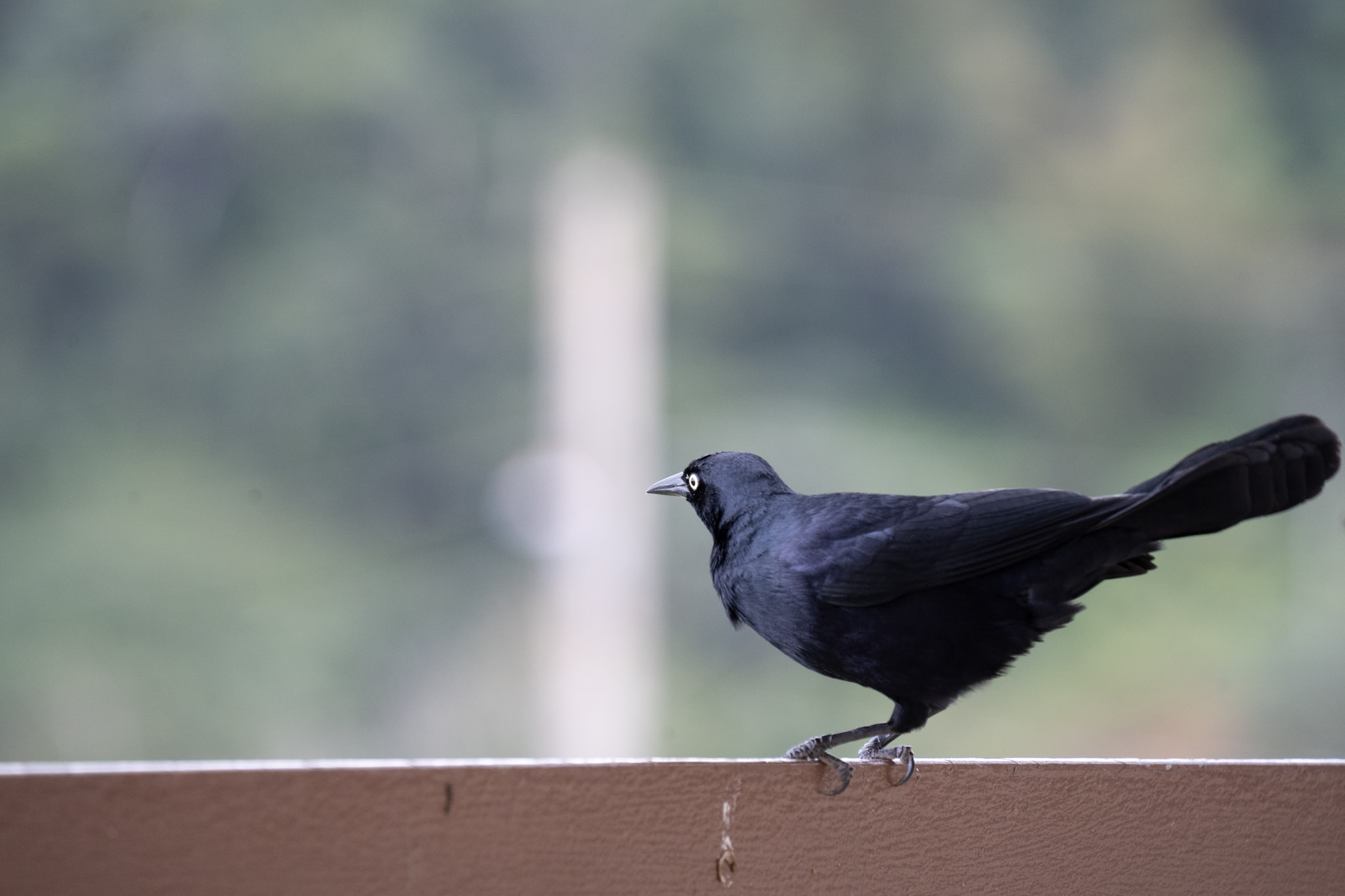 2020-12-28_Toro_Verde - foto 78