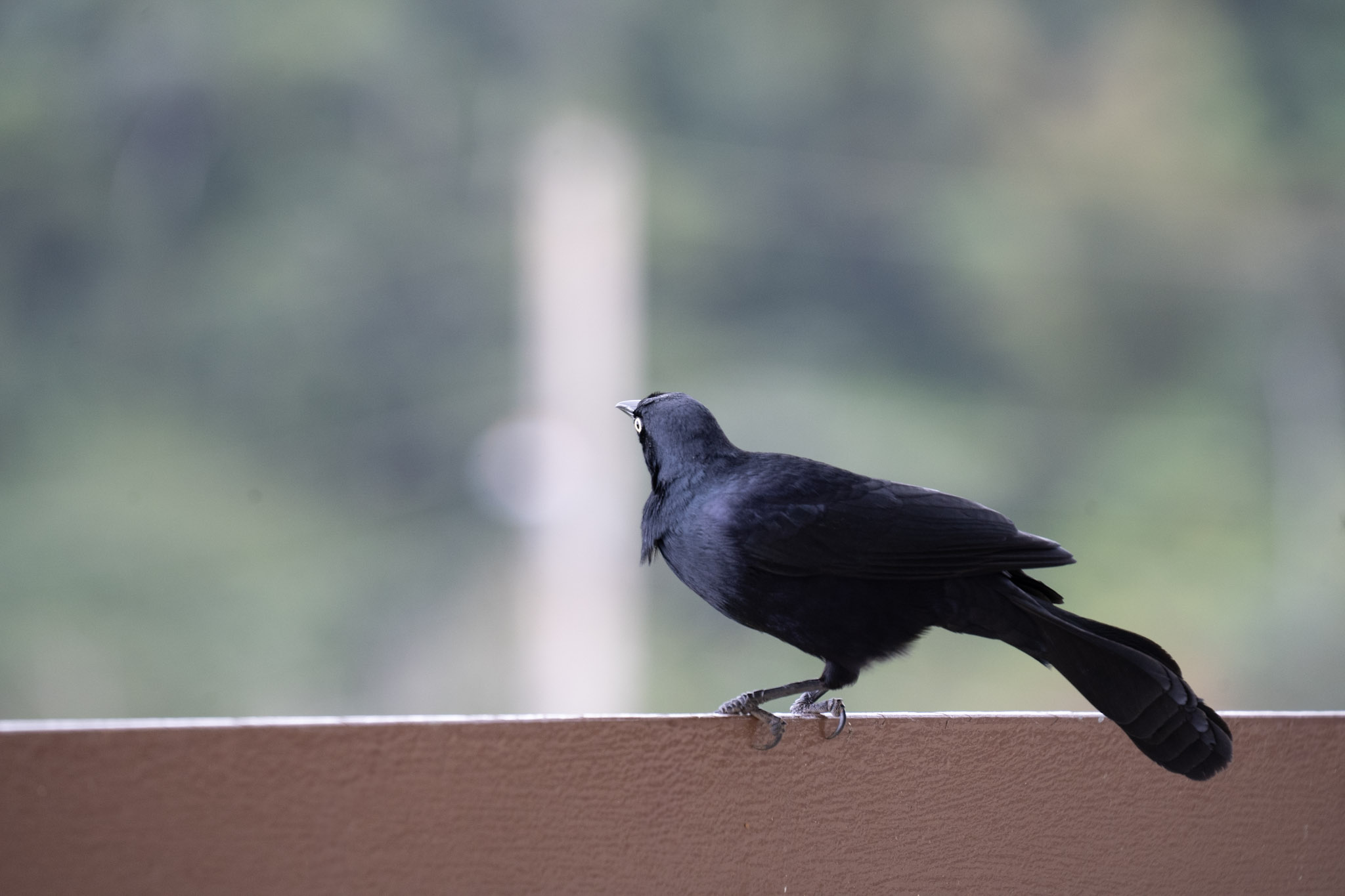 2020-12-28_Toro_Verde - foto 79