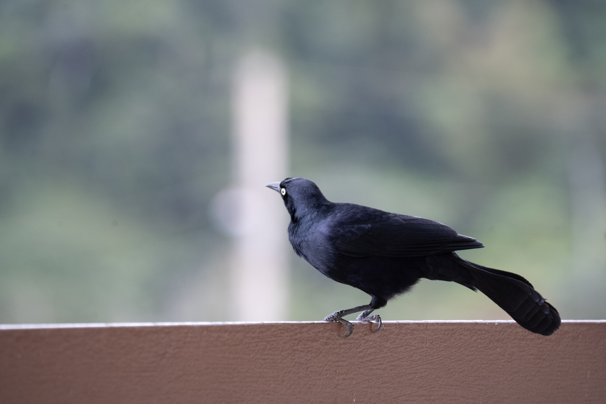 2020-12-28_Toro_Verde - foto 80