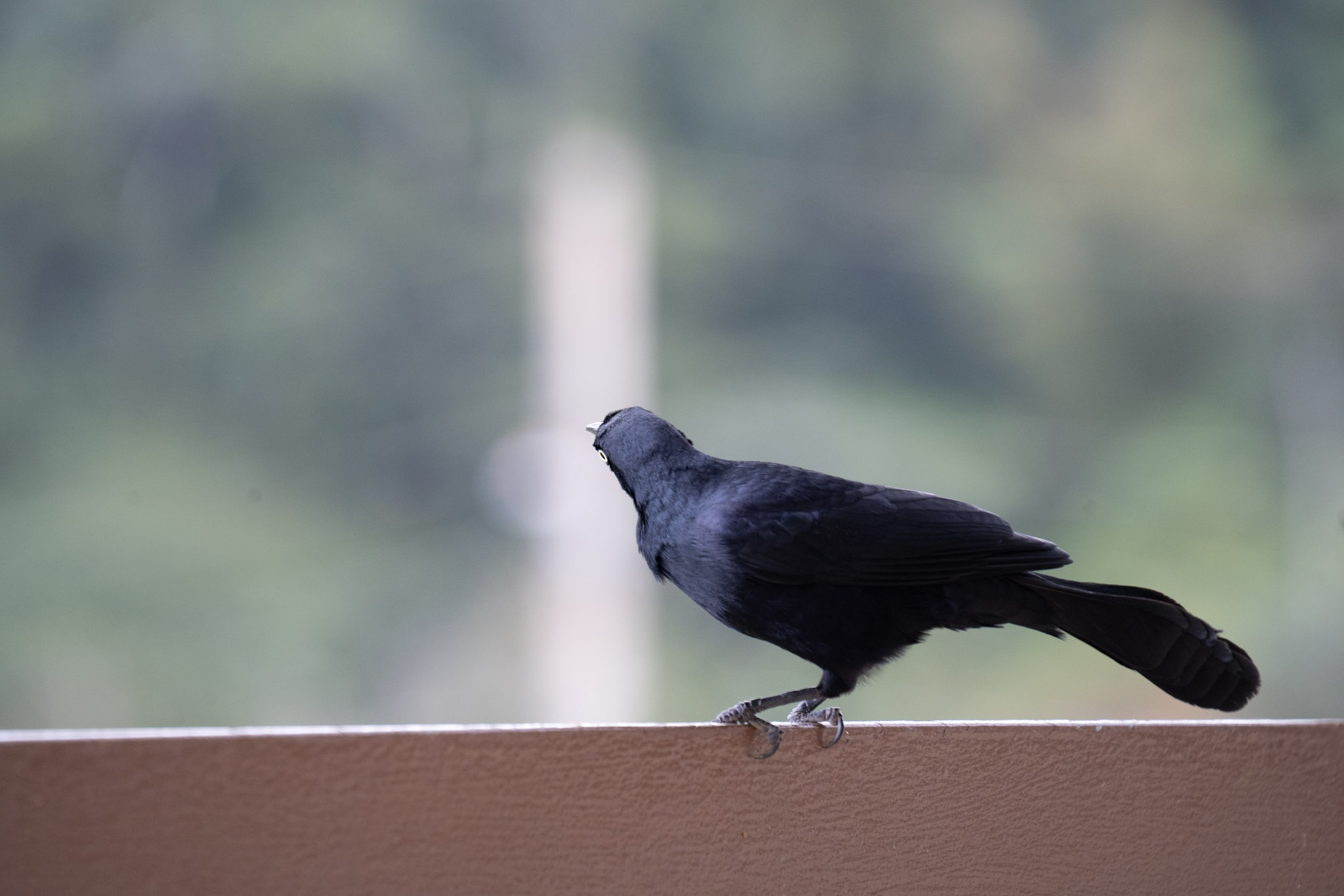 2020-12-28_Toro_Verde - foto 81