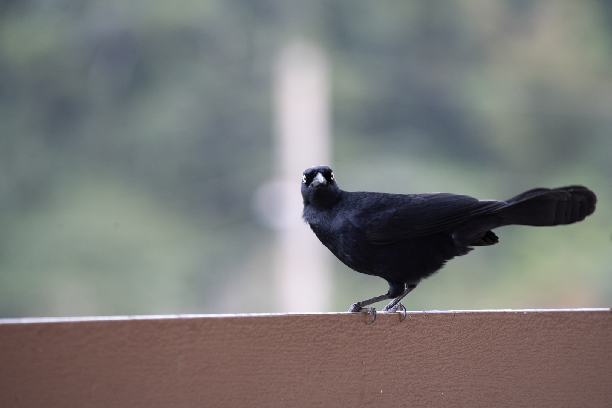 2020-12-28_Toro_Verde - foto 82