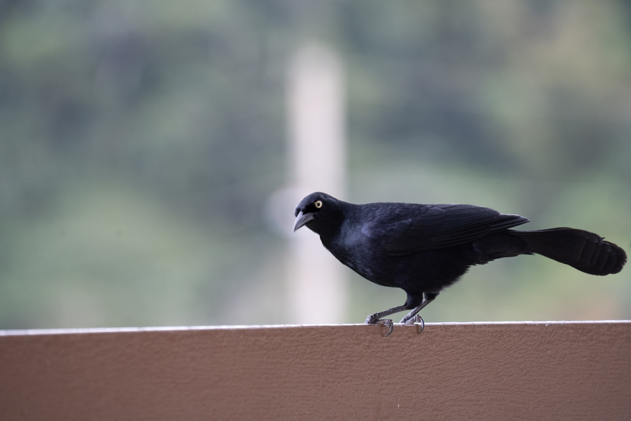 2020-12-28_Toro_Verde - foto 83