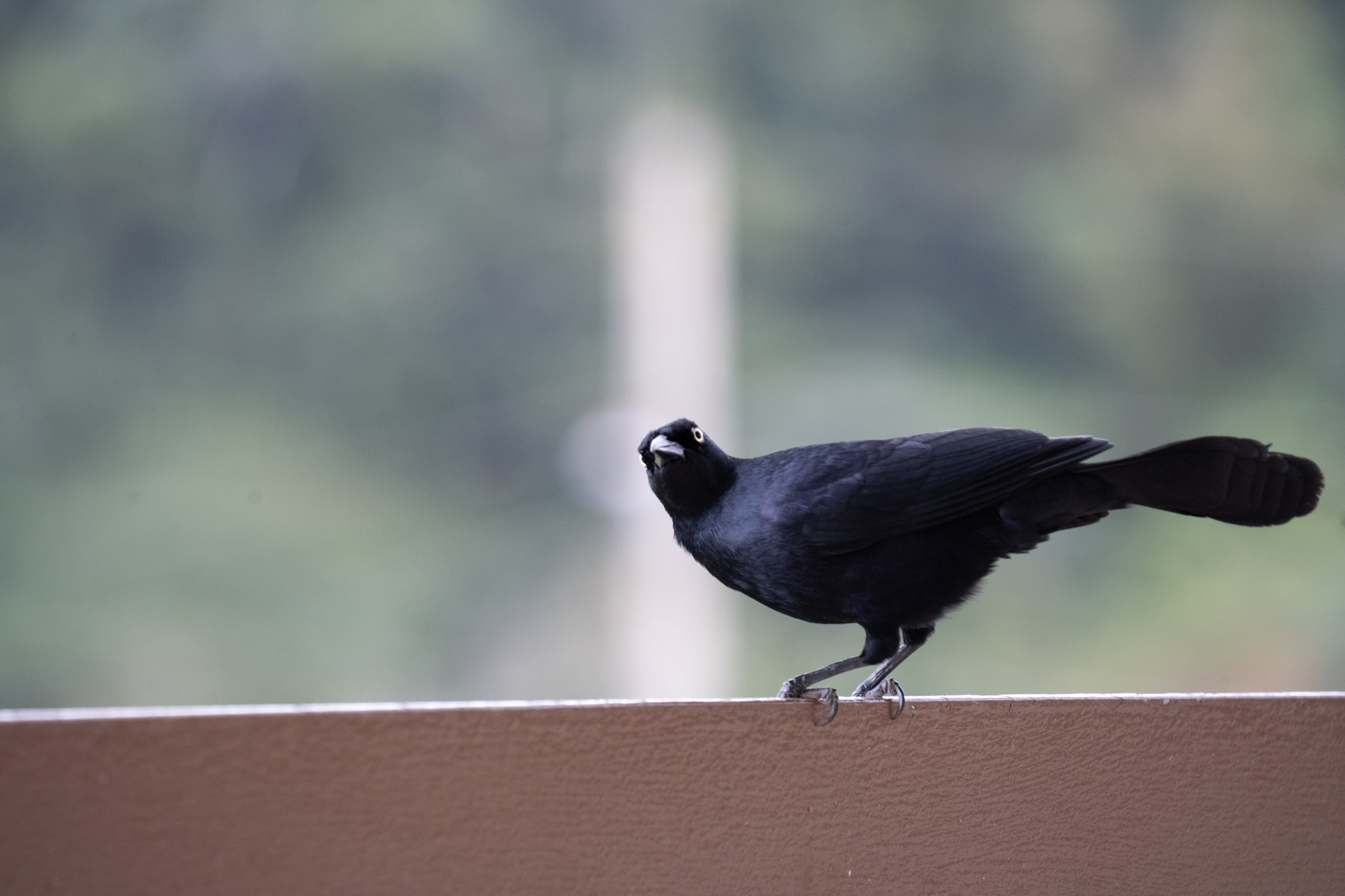 2020-12-28_Toro_Verde - foto 84