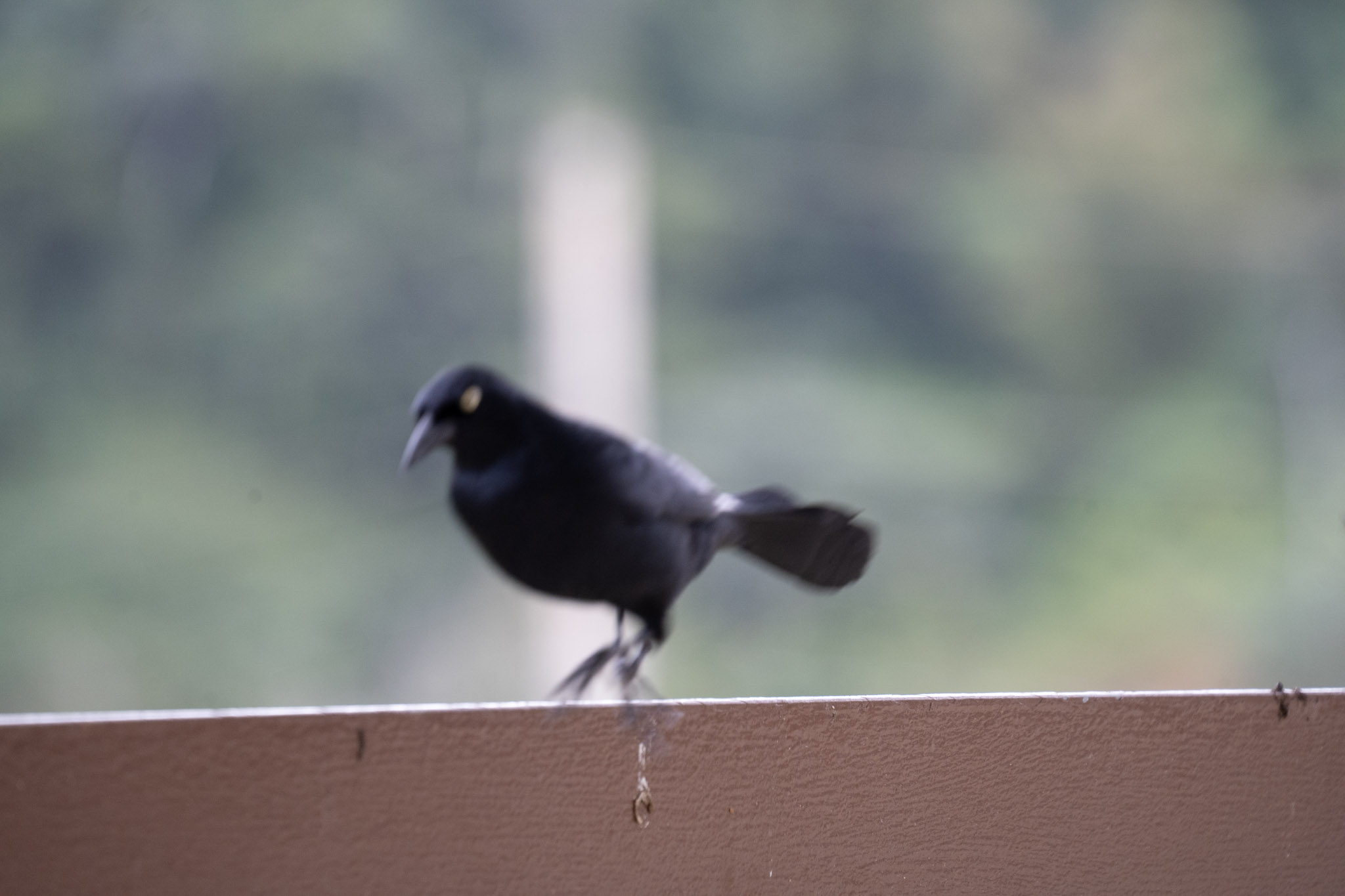 2020-12-28_Toro_Verde - foto 85