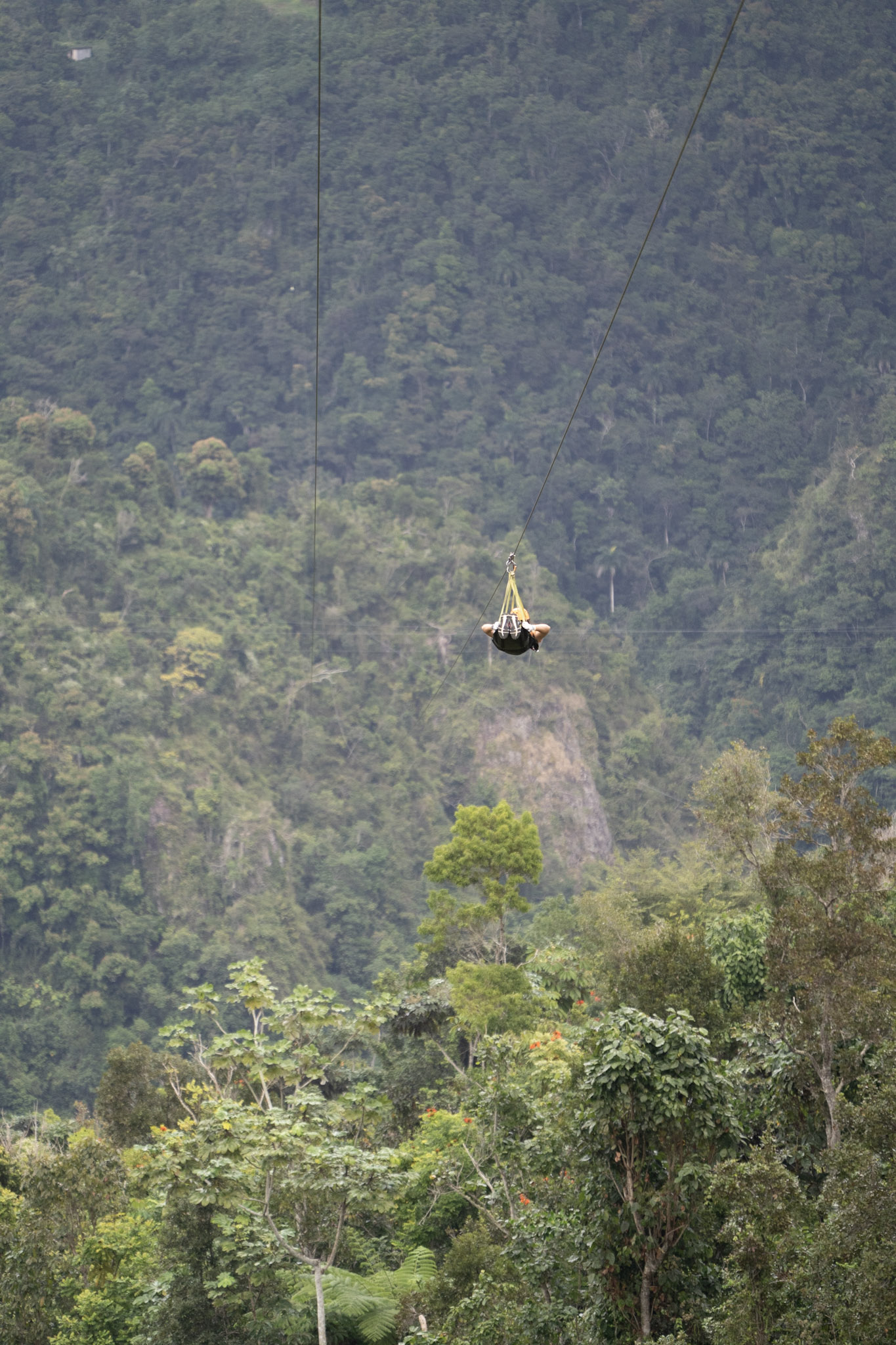 2020-12-28_Toro_Verde - foto 146