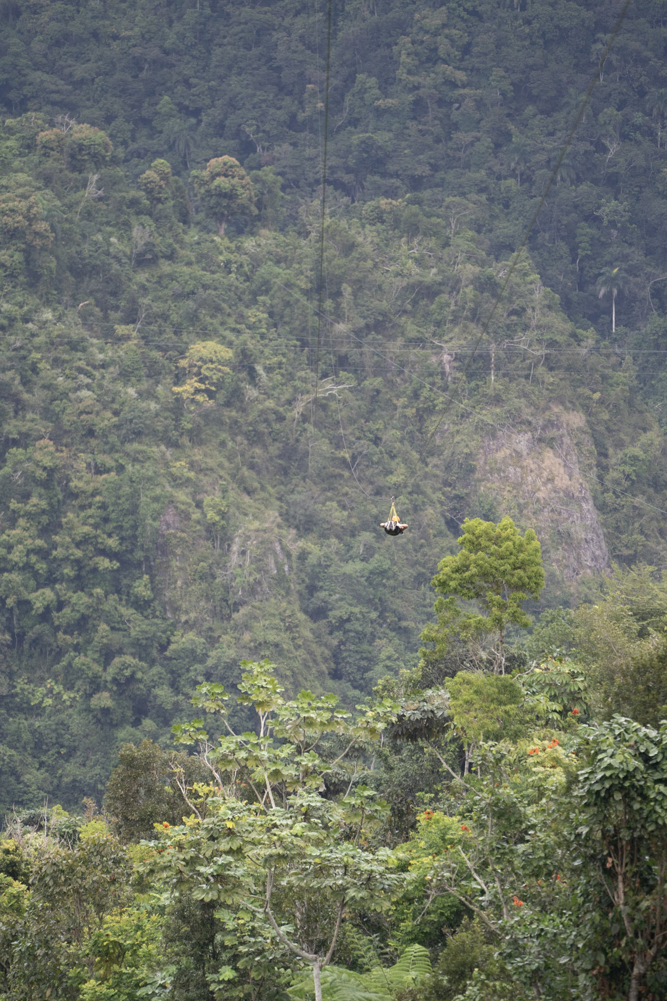 2020-12-28_Toro_Verde - foto 148