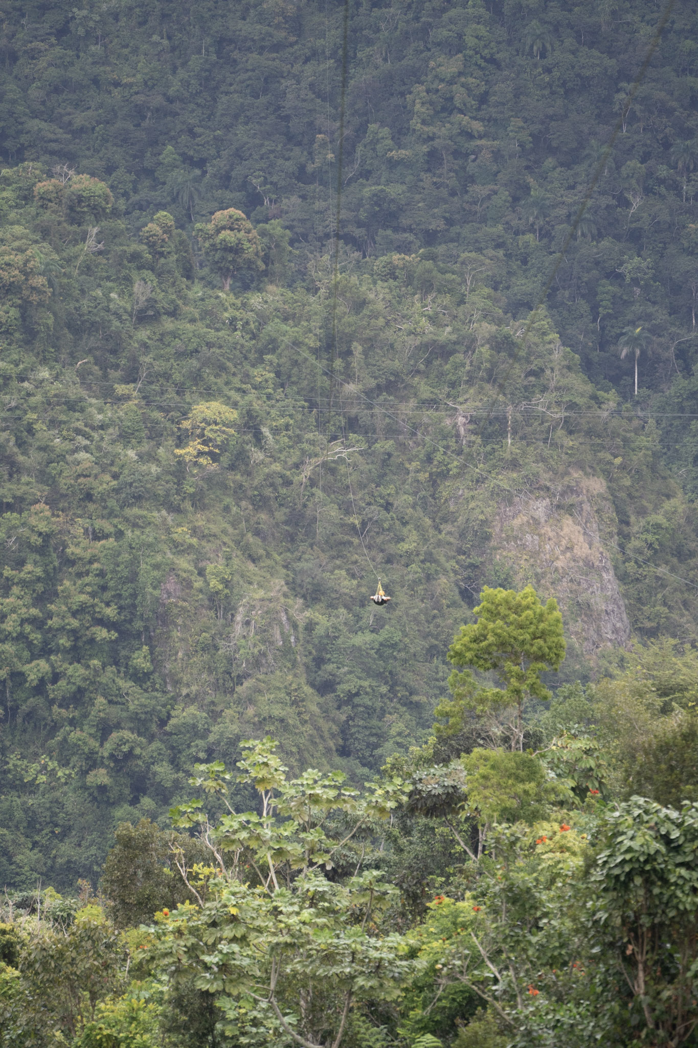 2020-12-28_Toro_Verde - foto 149