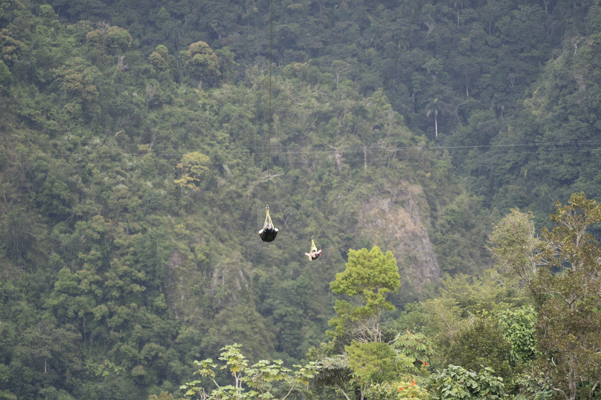 2020-12-28_Toro_Verde - foto 161