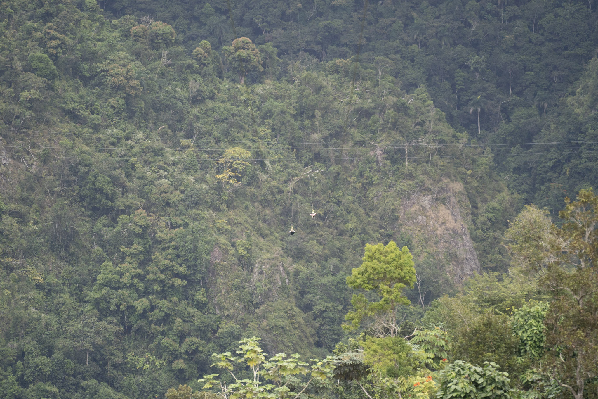 2020-12-28_Toro_Verde - foto 162