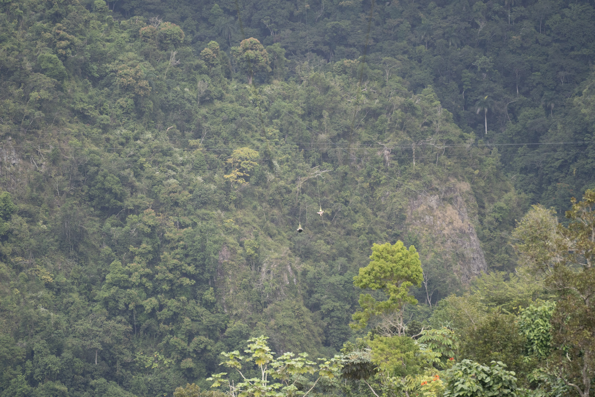 2020-12-28_Toro_Verde - foto 163