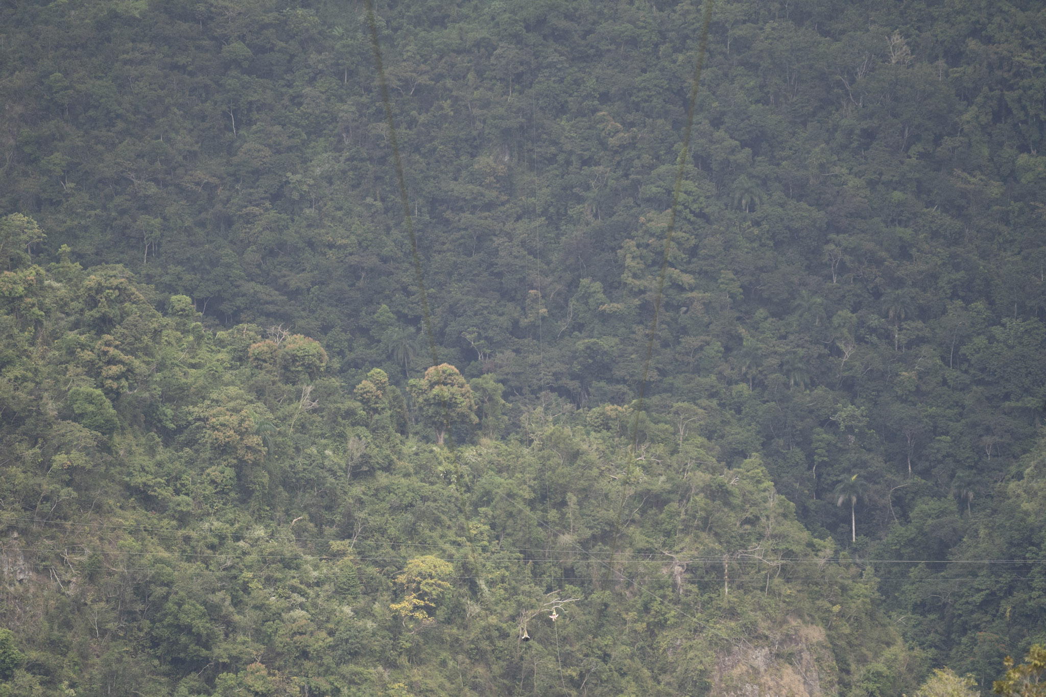 2020-12-28_Toro_Verde - foto 164