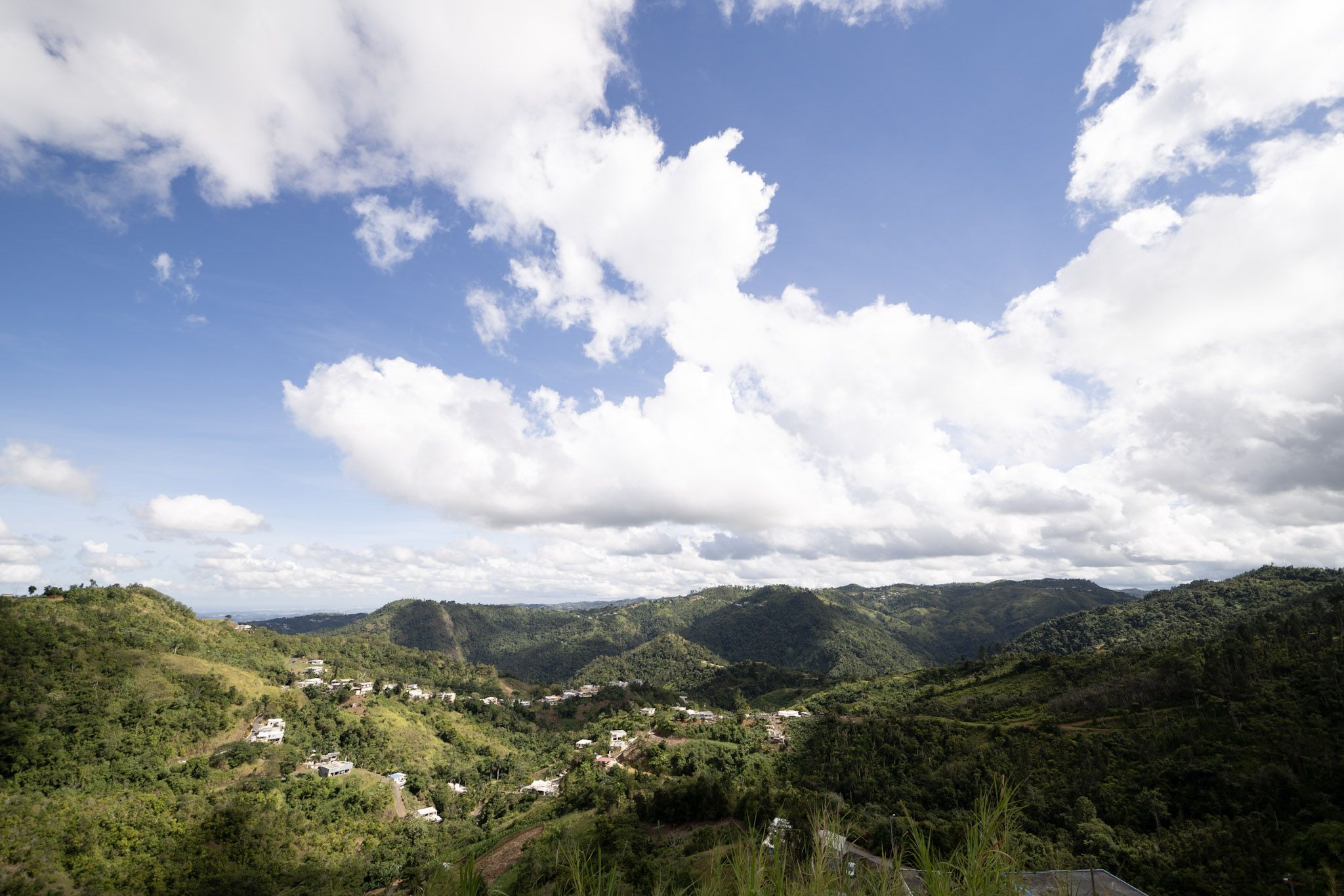 Toro Verde