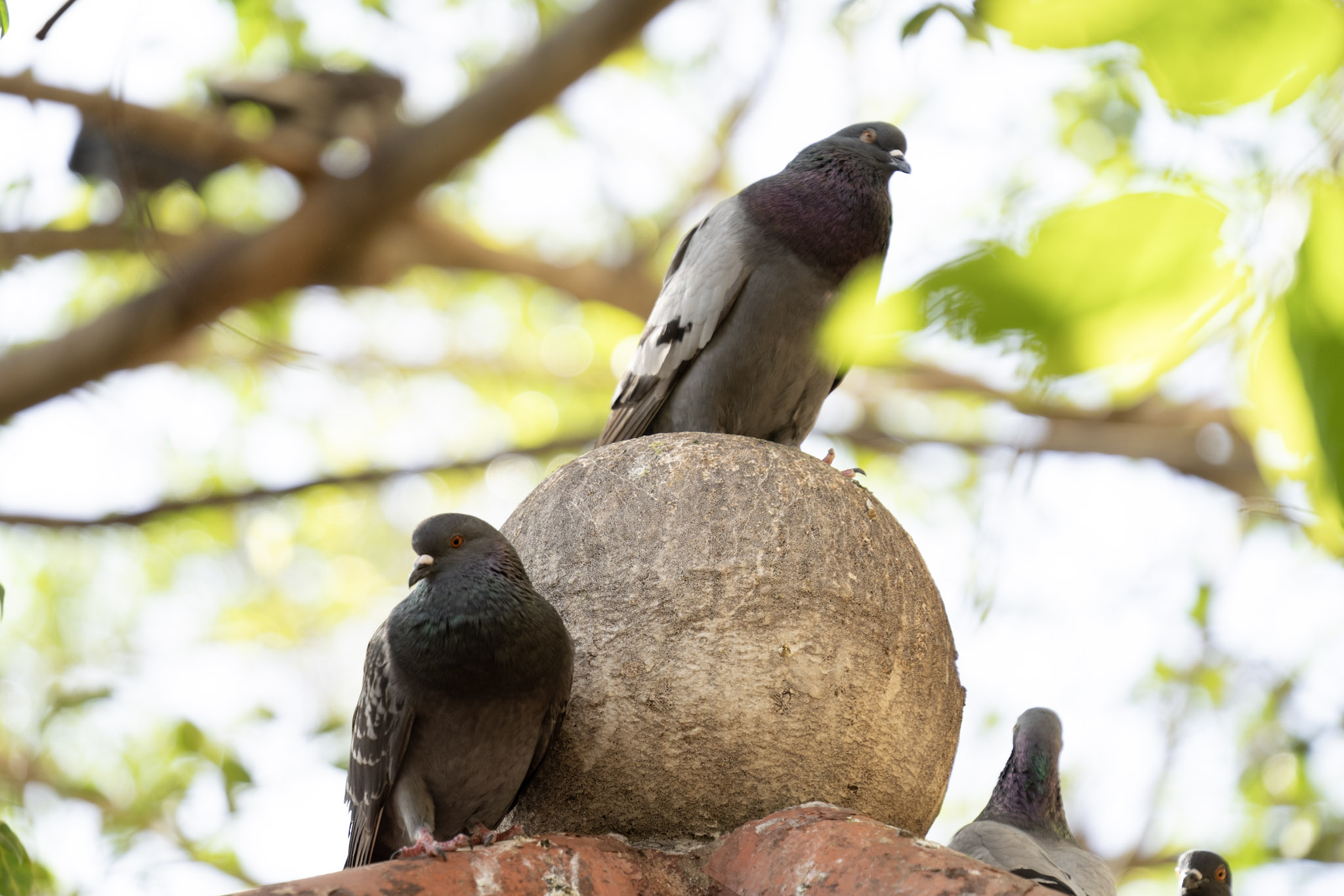 2021-01-01_San_Juan - foto 40