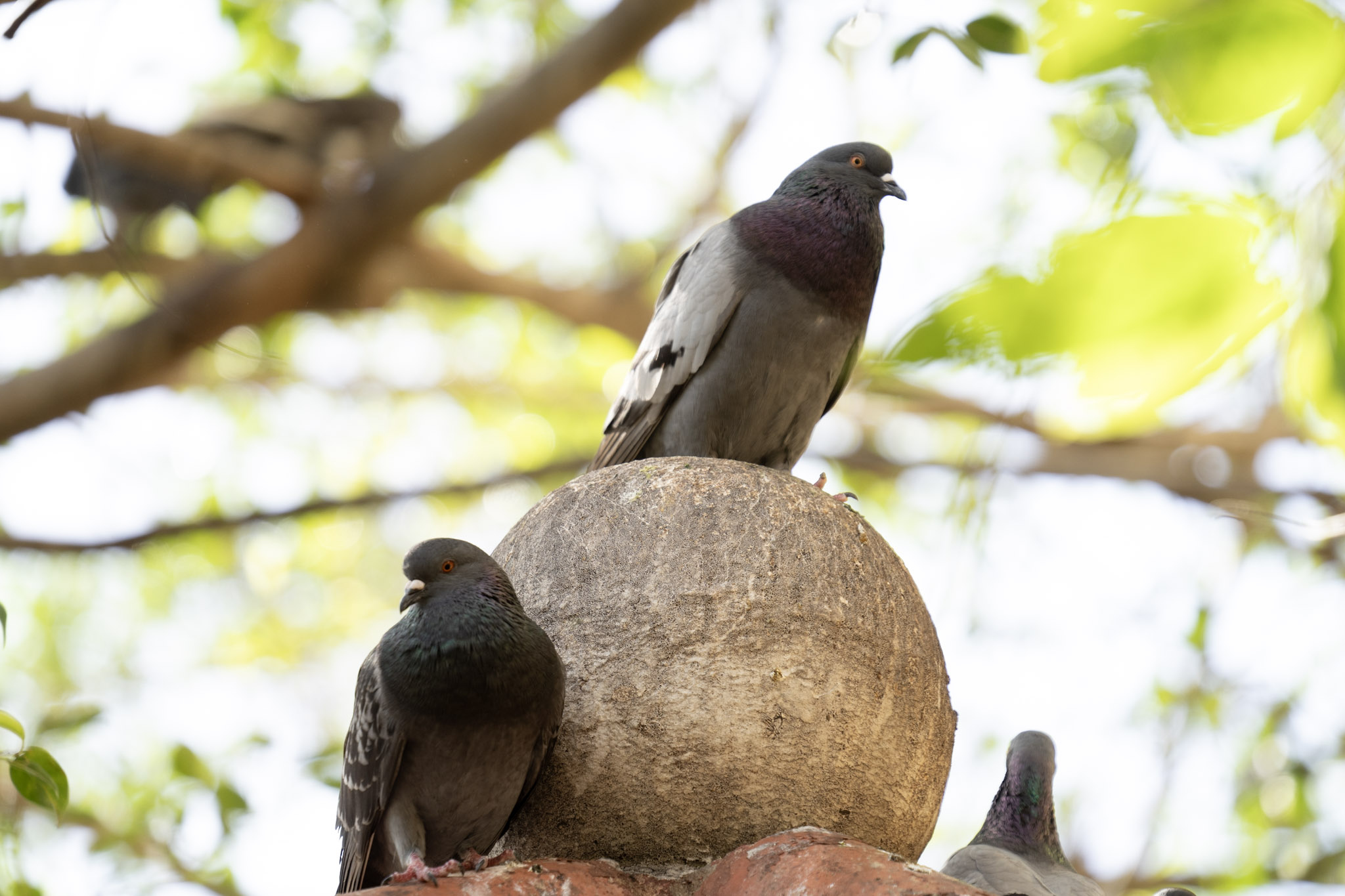 2021-01-01_San_Juan - foto 41