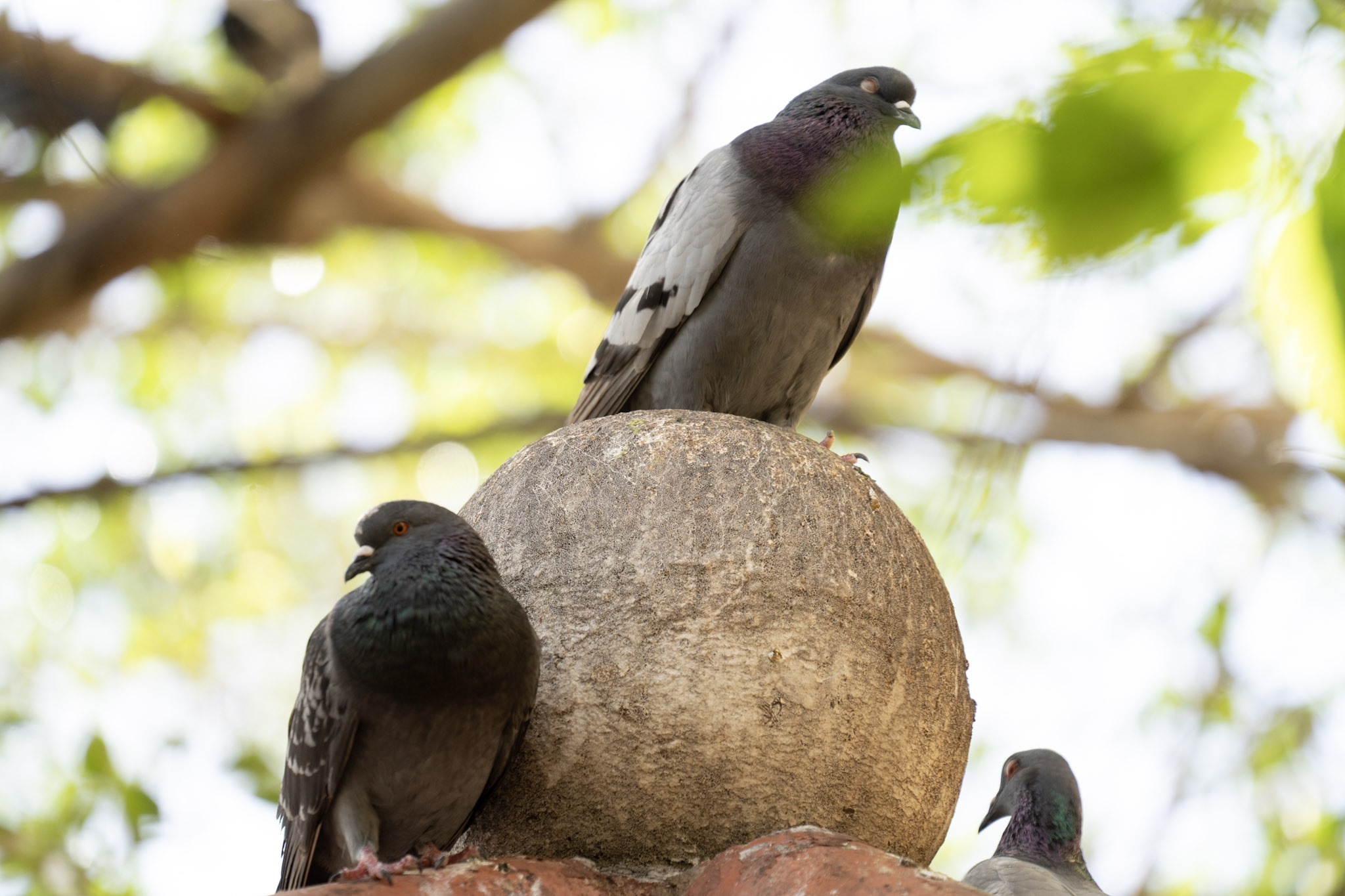 2021-01-01_San_Juan - foto 42