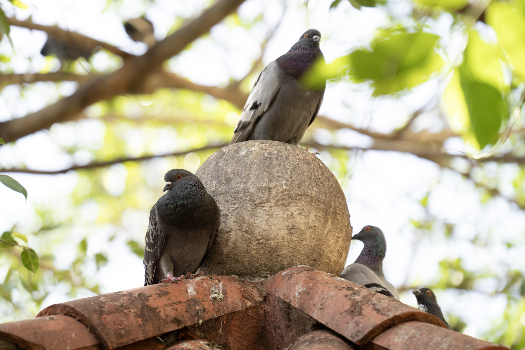 2021-01-01_San_Juan - foto 43