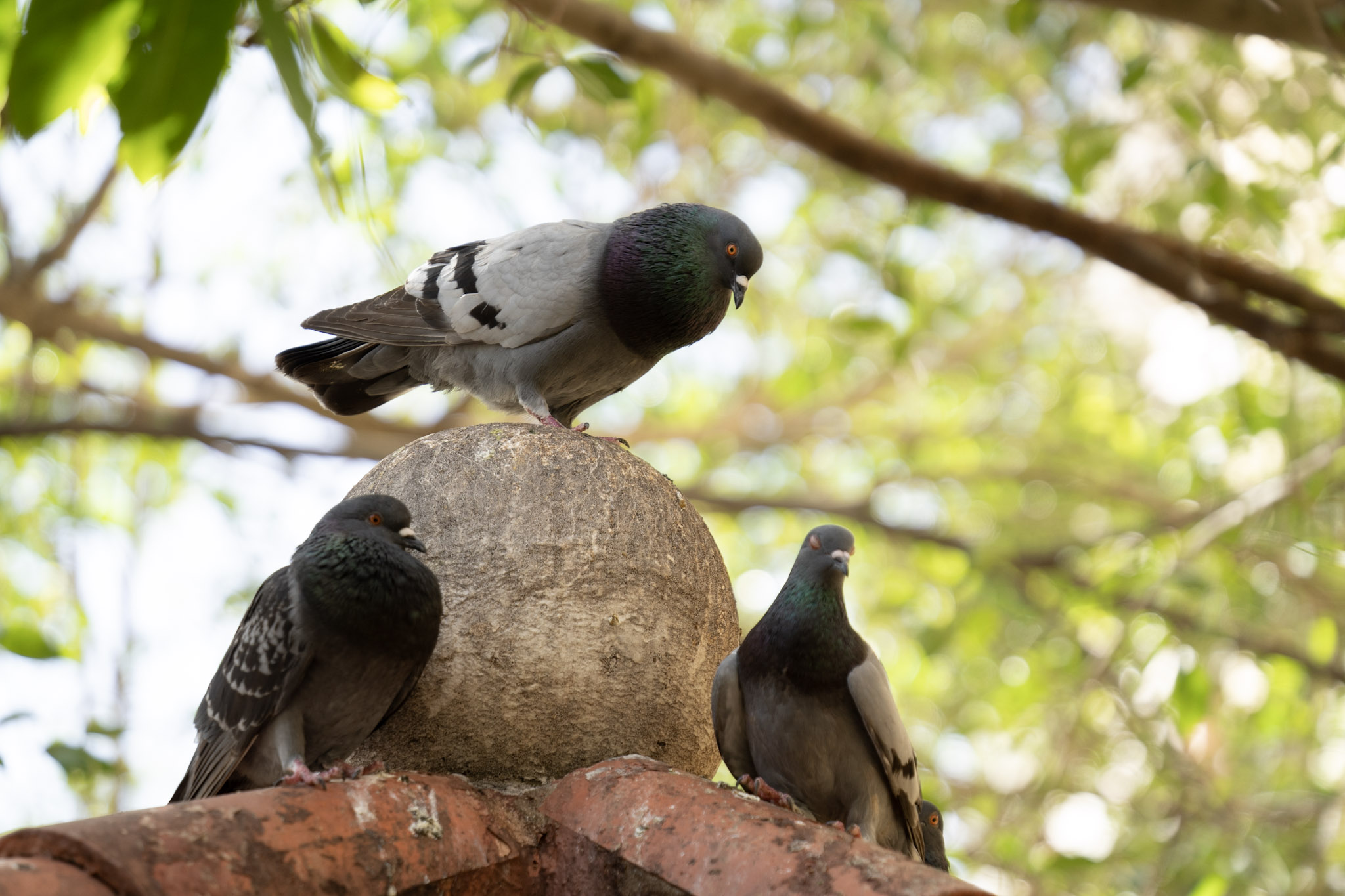 2021-01-01_San_Juan - foto 44