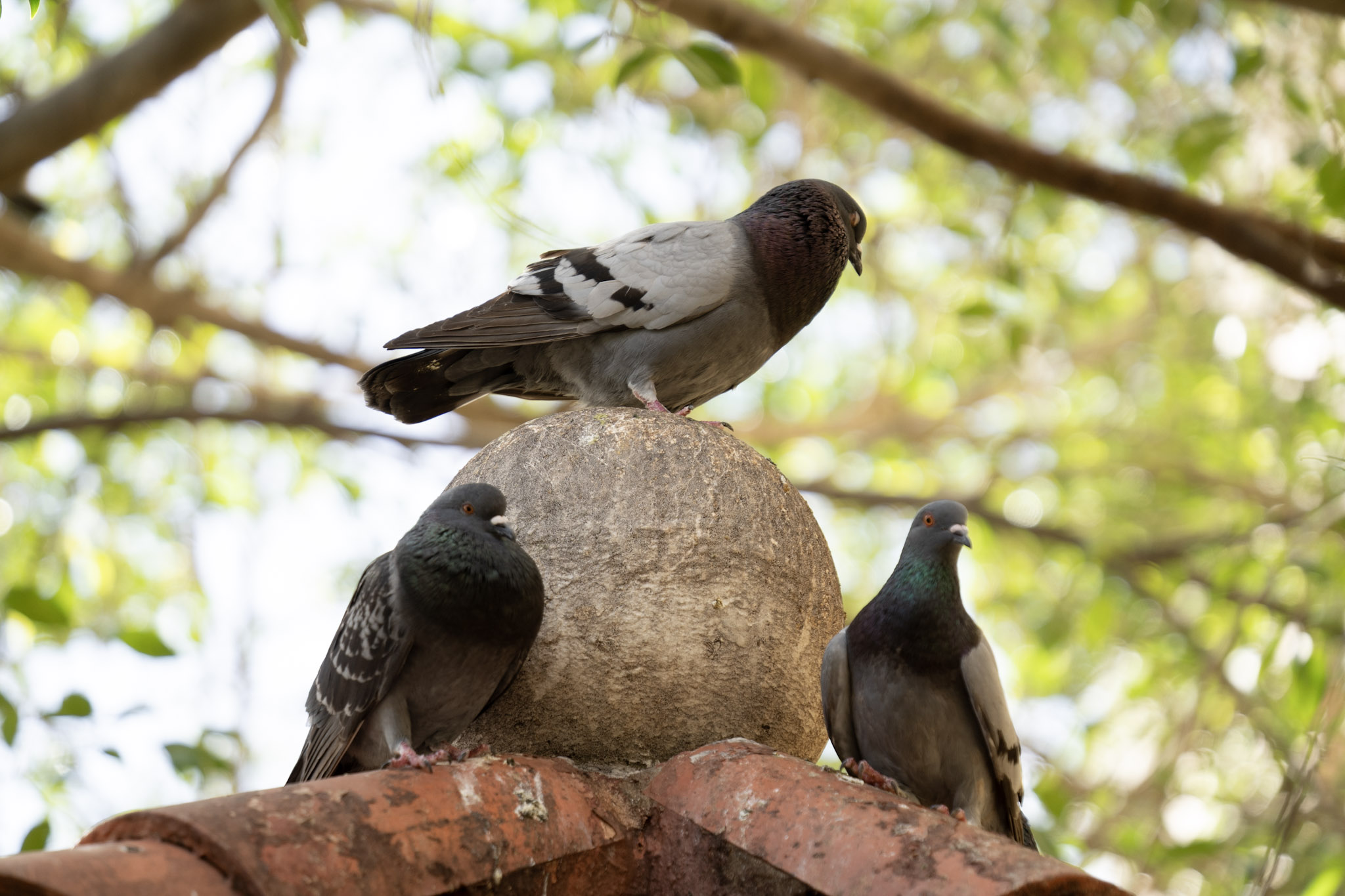 2021-01-01_San_Juan - foto 45