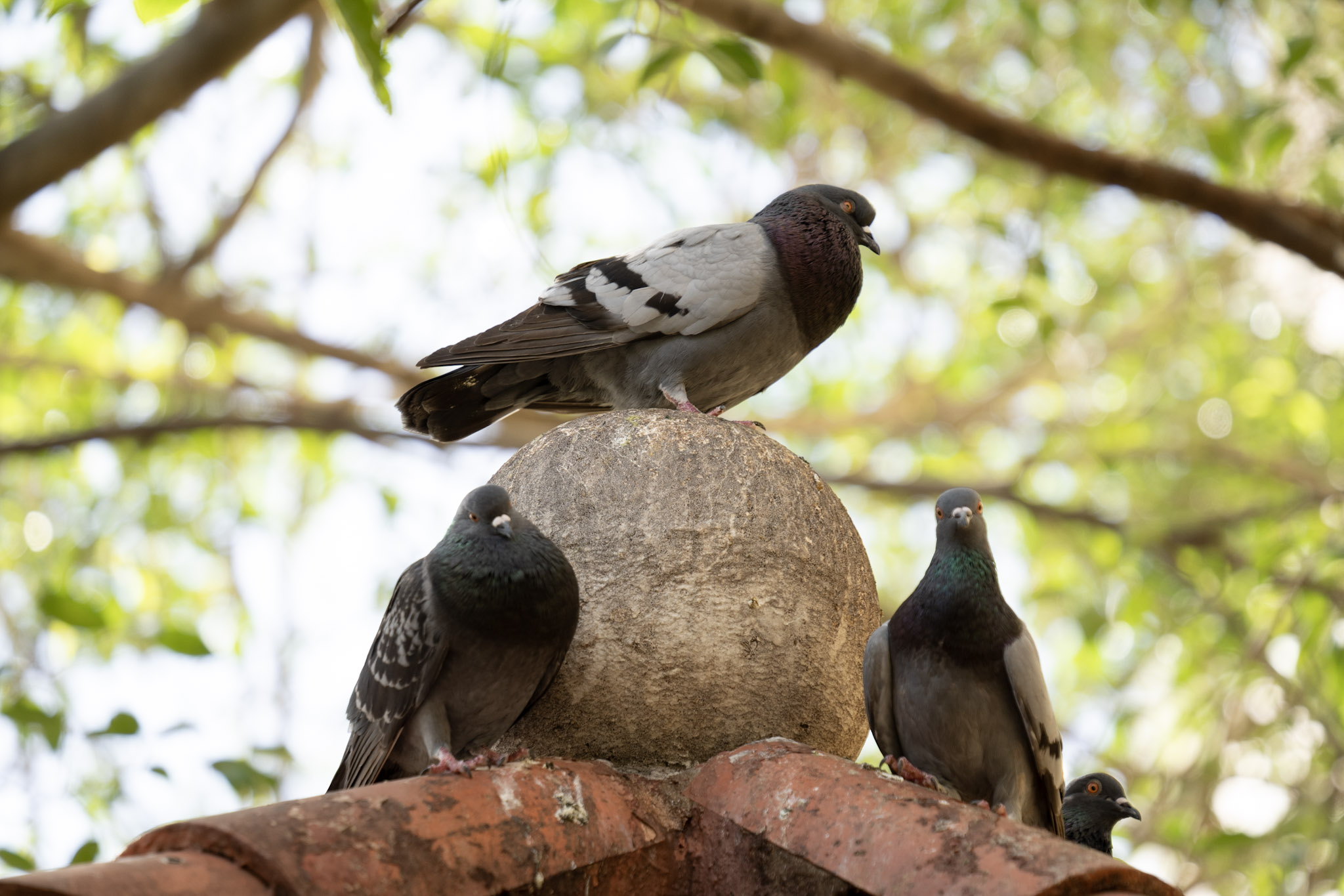 2021-01-01_San_Juan - foto 46