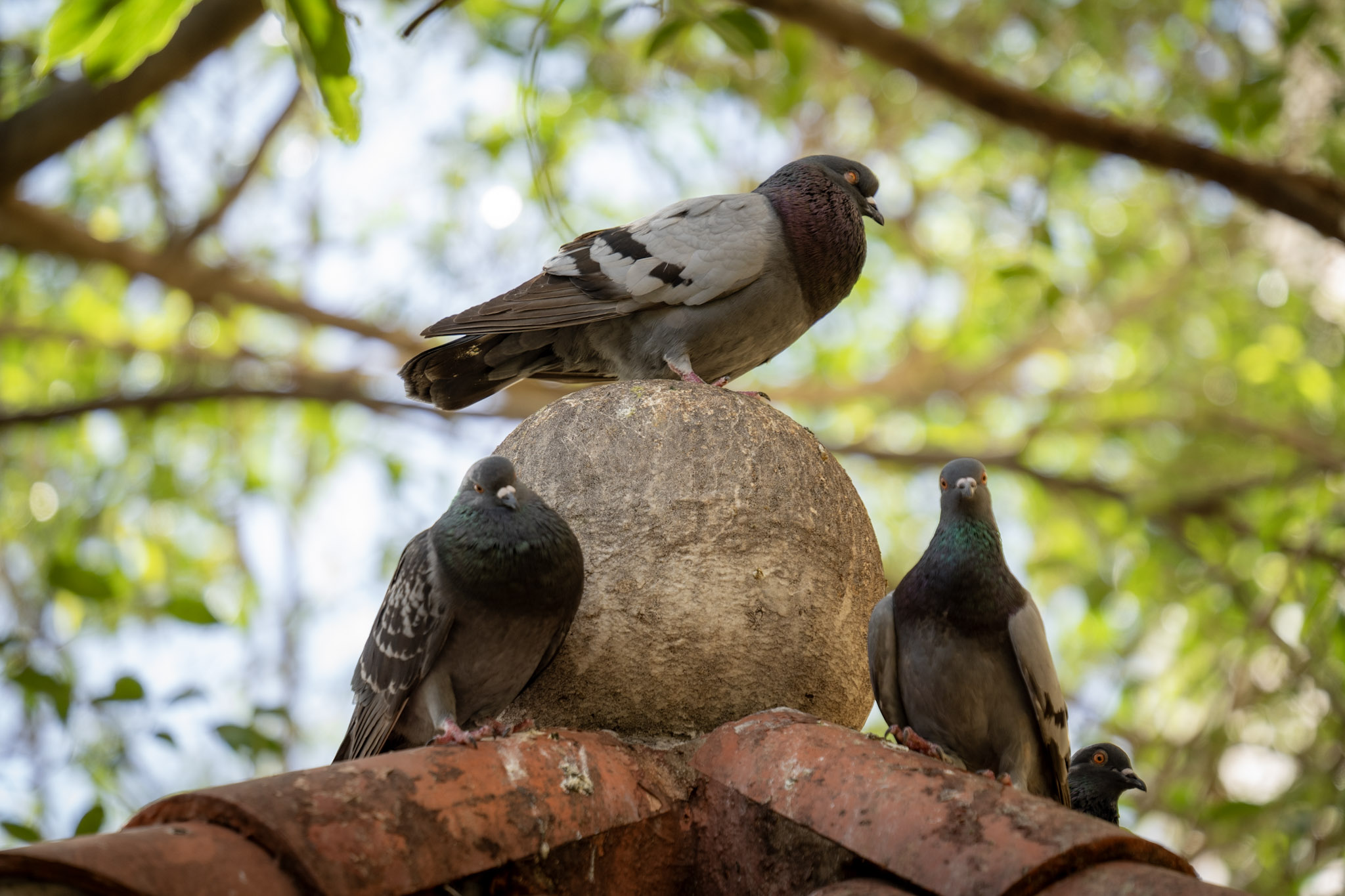 2021-01-01_San_Juan - foto 47