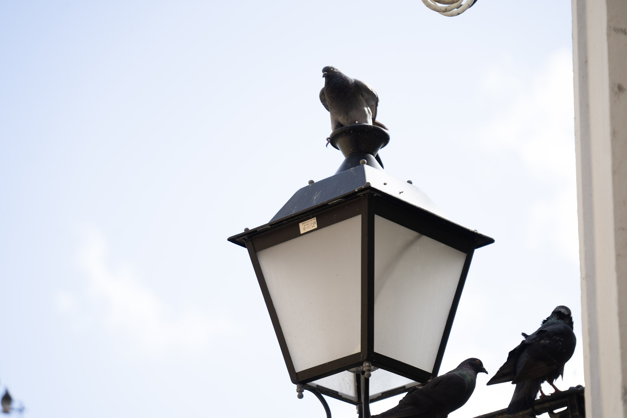 2021-01-01_San_Juan - foto 76