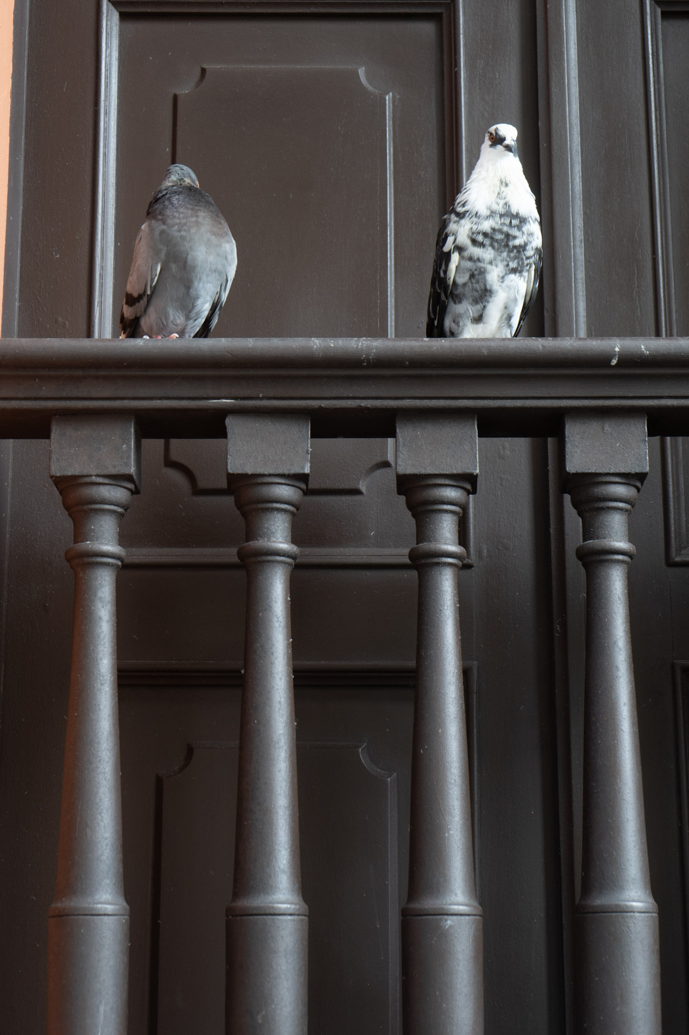 2021-01-01_San_Juan - foto 167