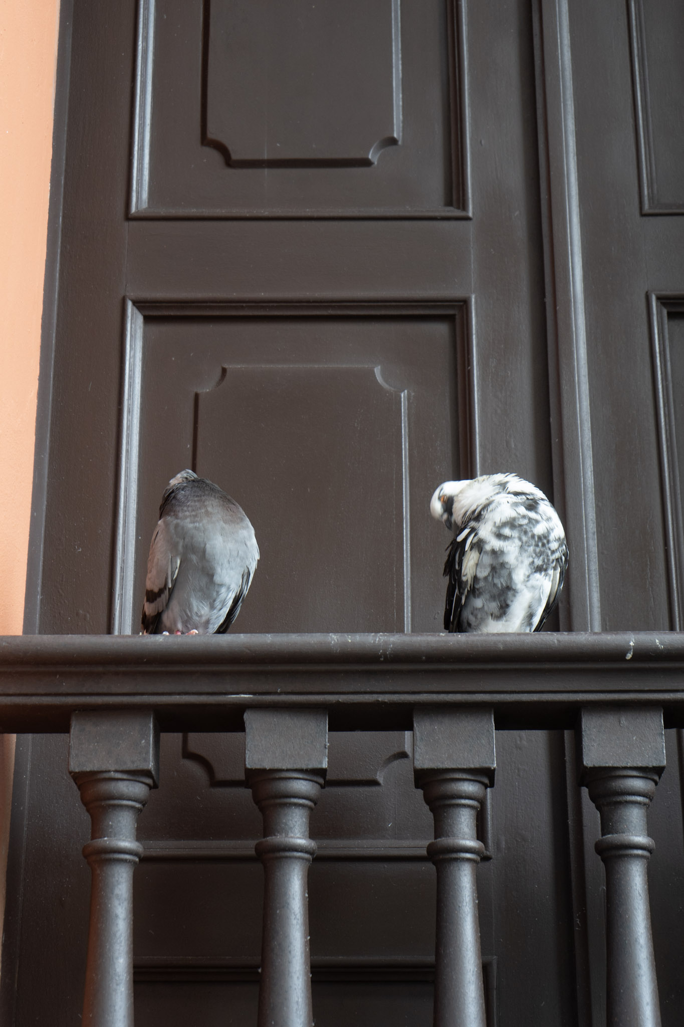 2021-01-01_San_Juan - foto 168