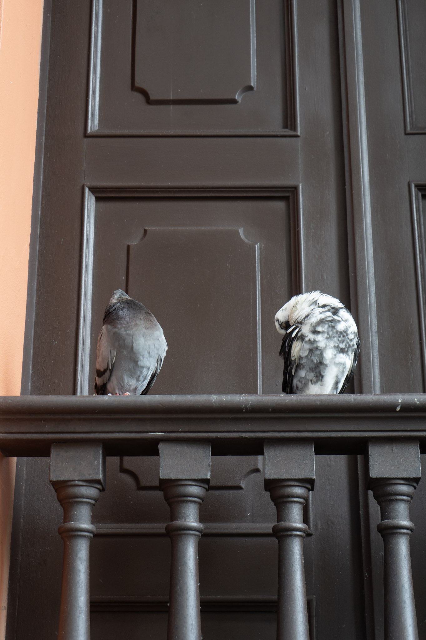 2021-01-01_San_Juan - foto 169