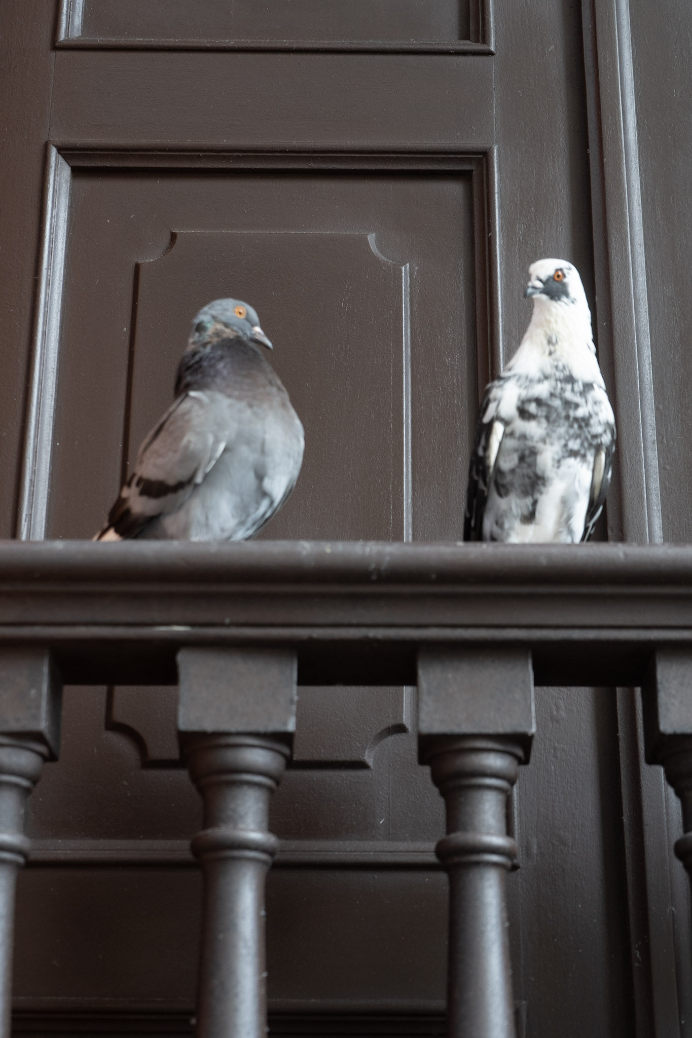 2021-01-01_San_Juan - foto 170