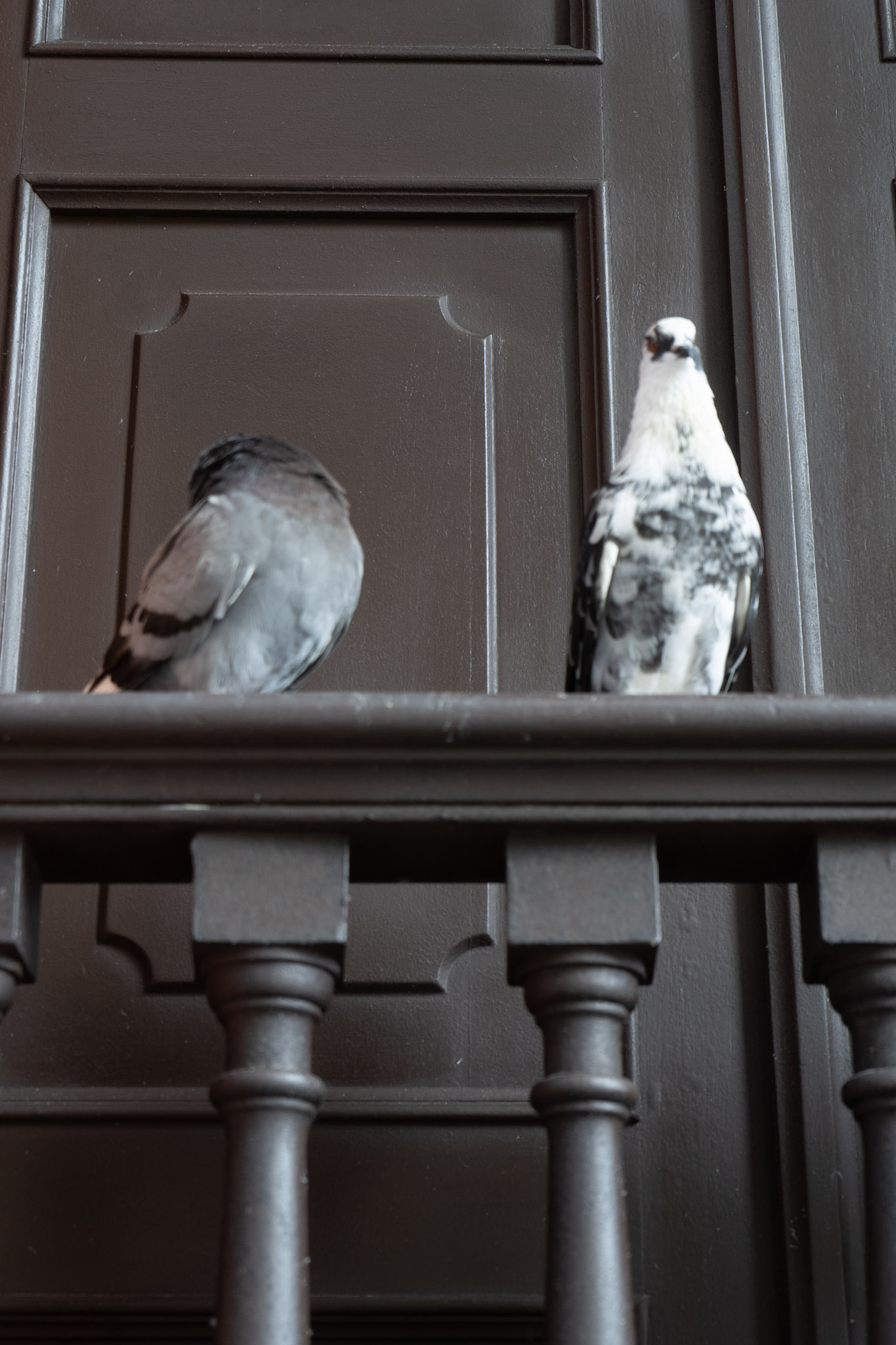 2021-01-01_San_Juan - foto 171