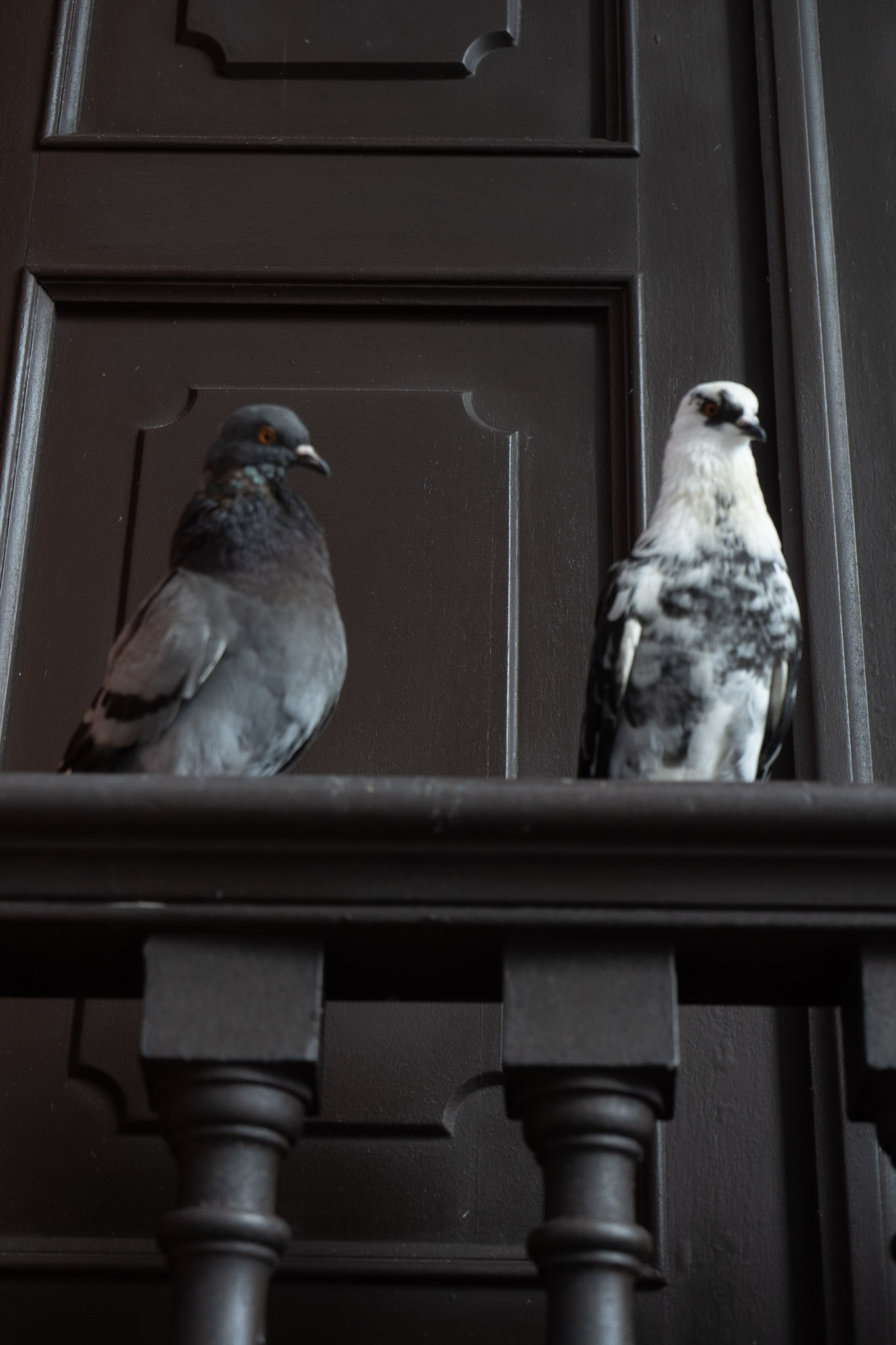 2021-01-01_San_Juan - foto 172