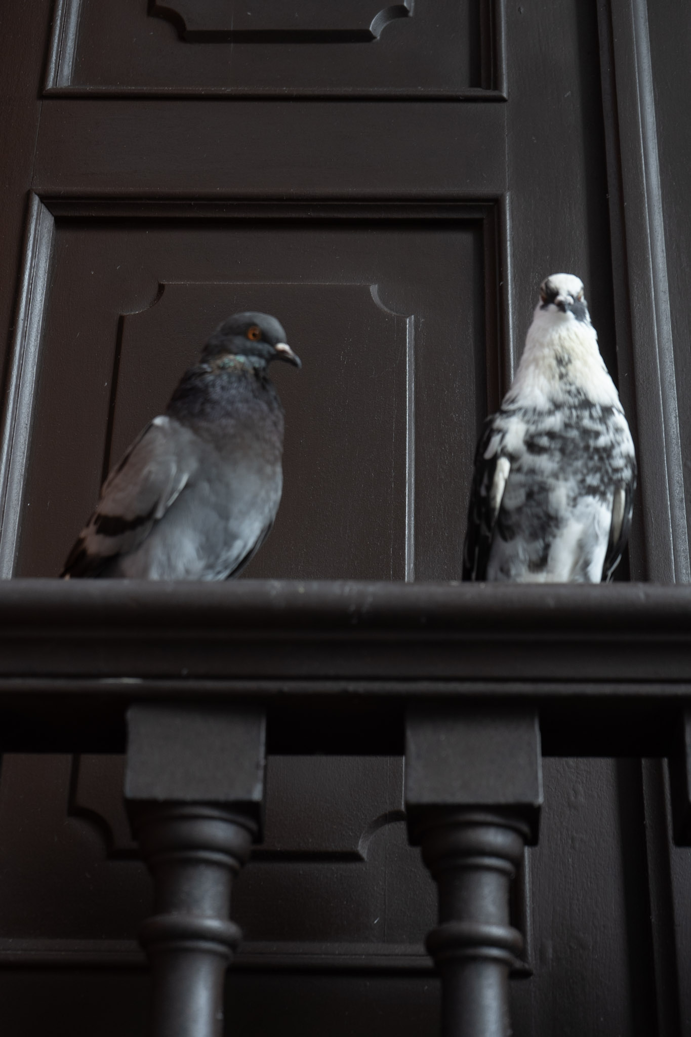 2021-01-01_San_Juan - foto 173