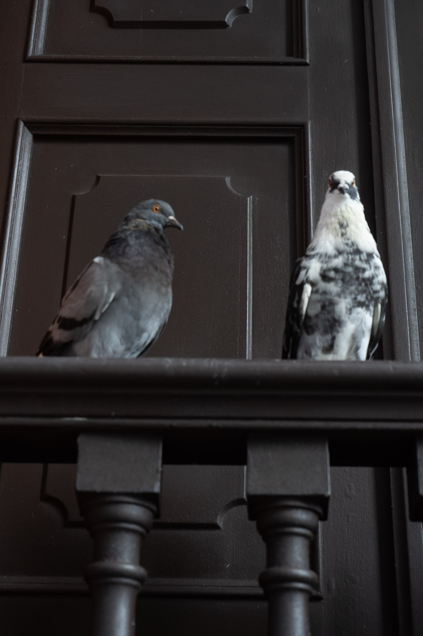 2021-01-01_San_Juan - foto 174