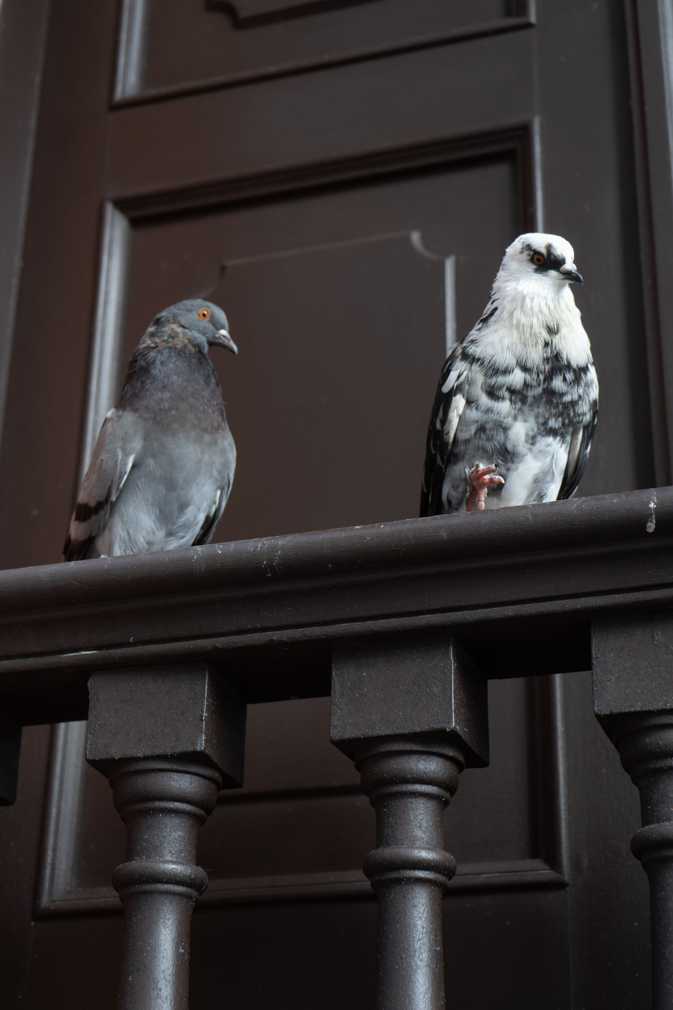 2021-01-01_San_Juan - foto 175