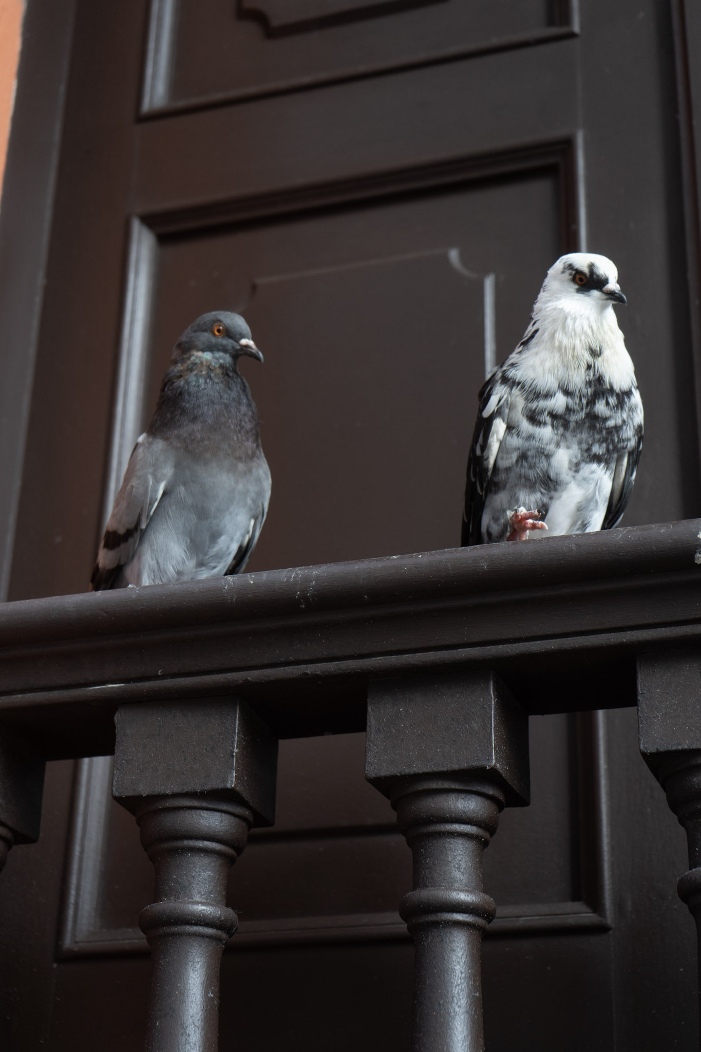 2021-01-01_San_Juan - foto 176