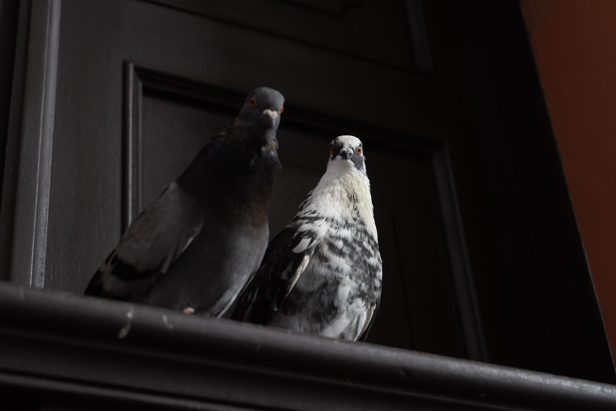 2021-01-01_San_Juan - foto 177