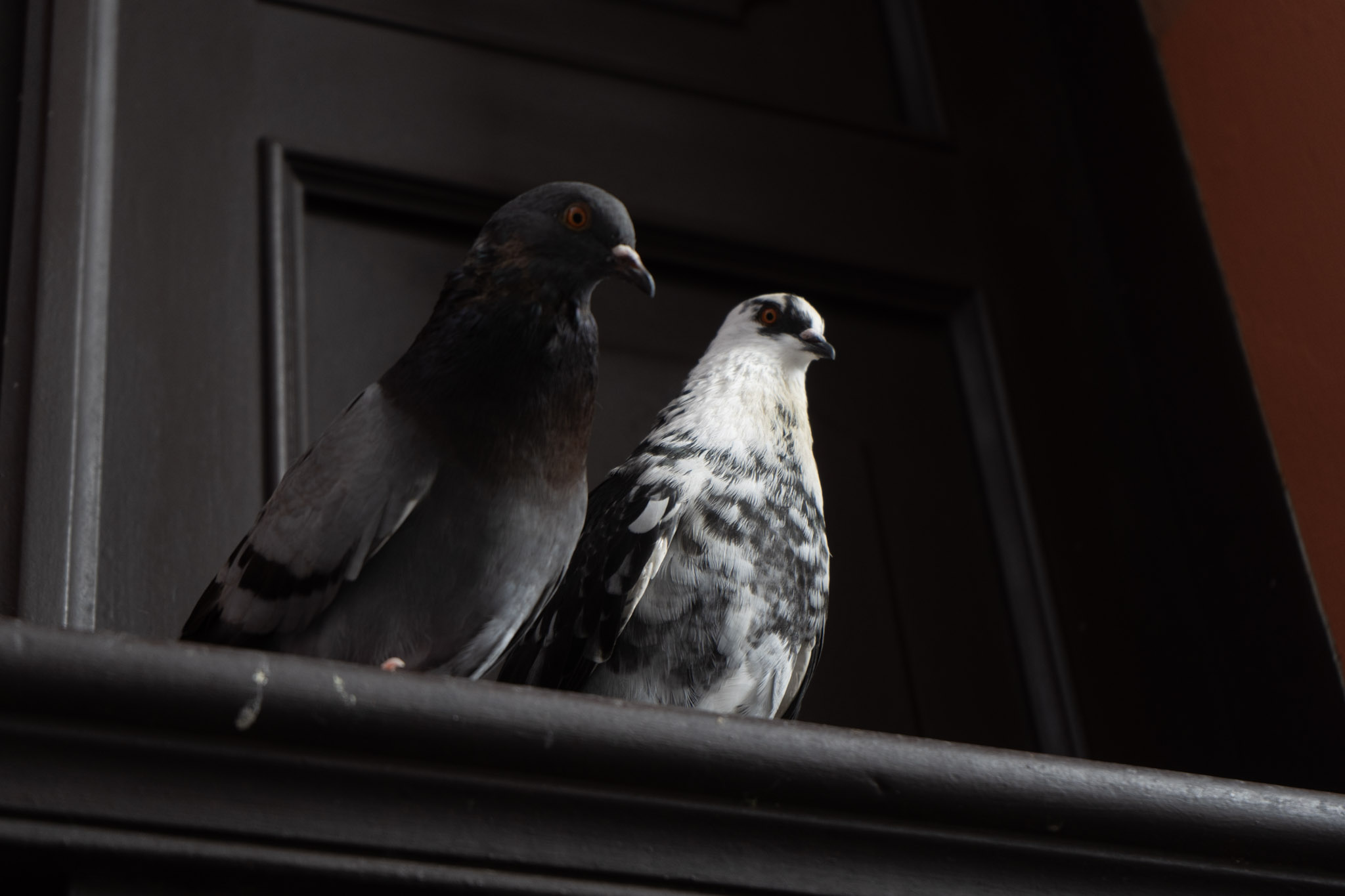 2021-01-01_San_Juan - foto 178