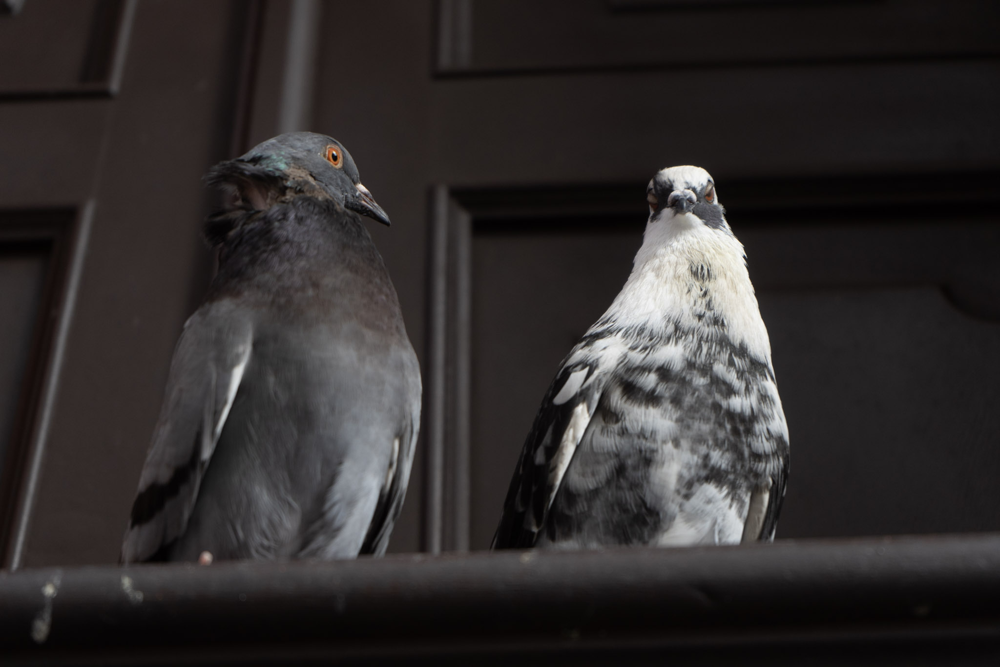 2021-01-01_San_Juan - foto 179