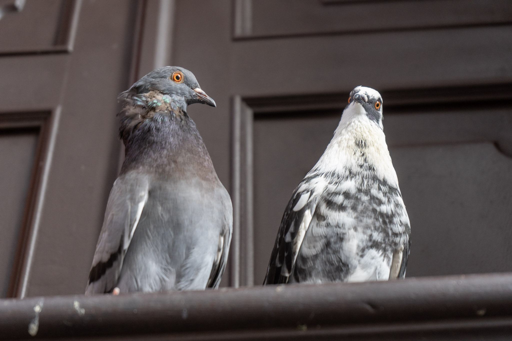 2021-01-01_San_Juan - foto 180