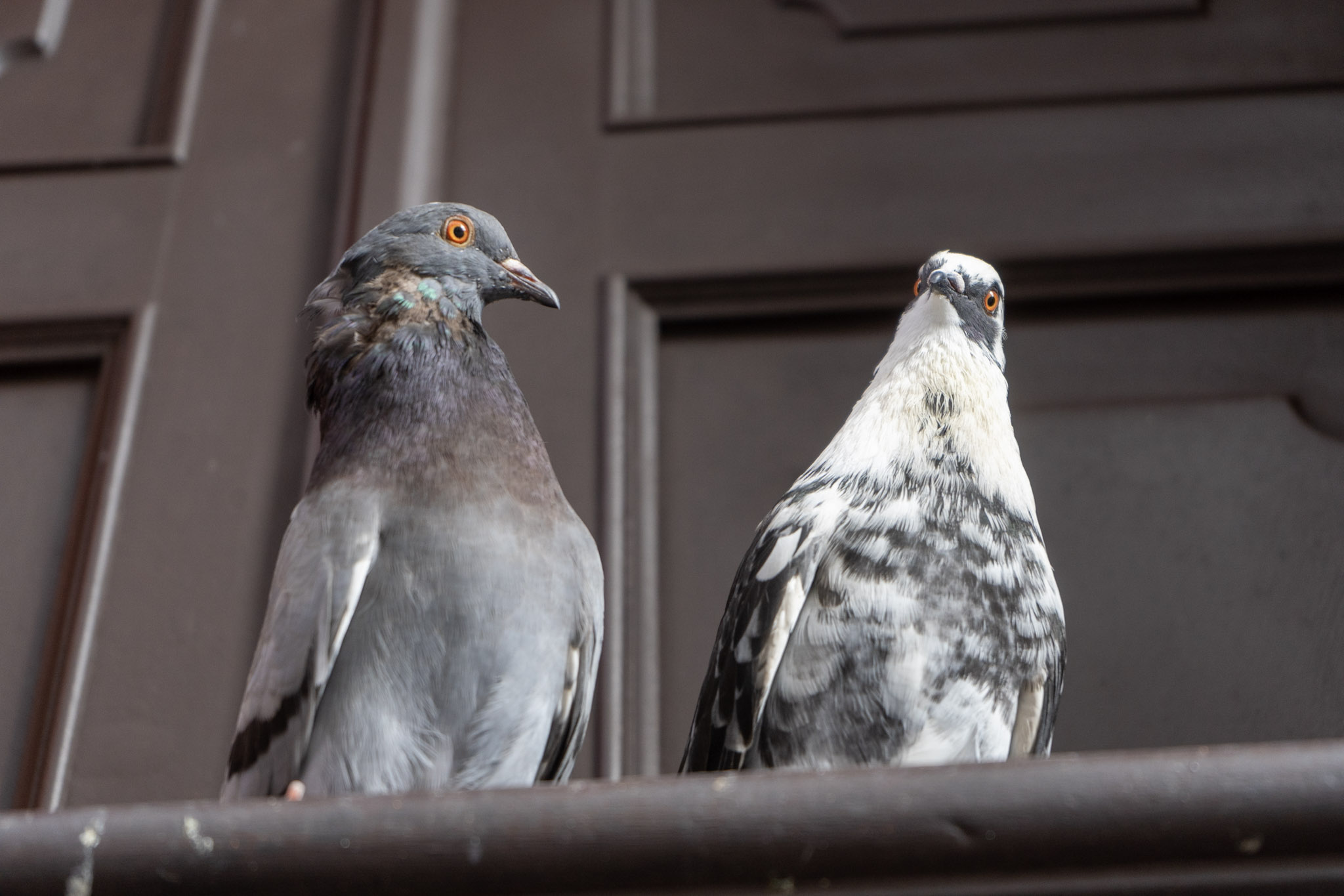 2021-01-01_San_Juan - foto 181