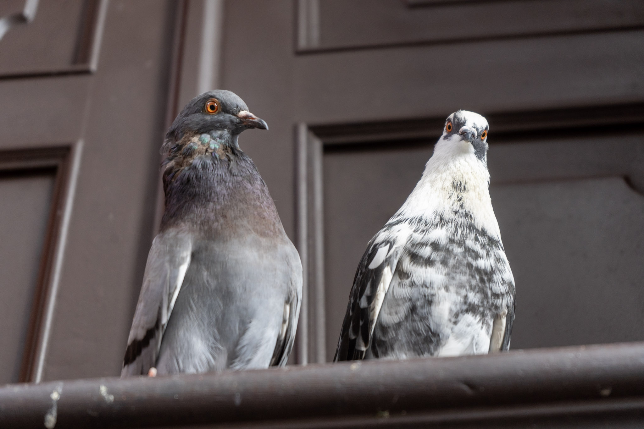 2021-01-01_San_Juan - foto 183