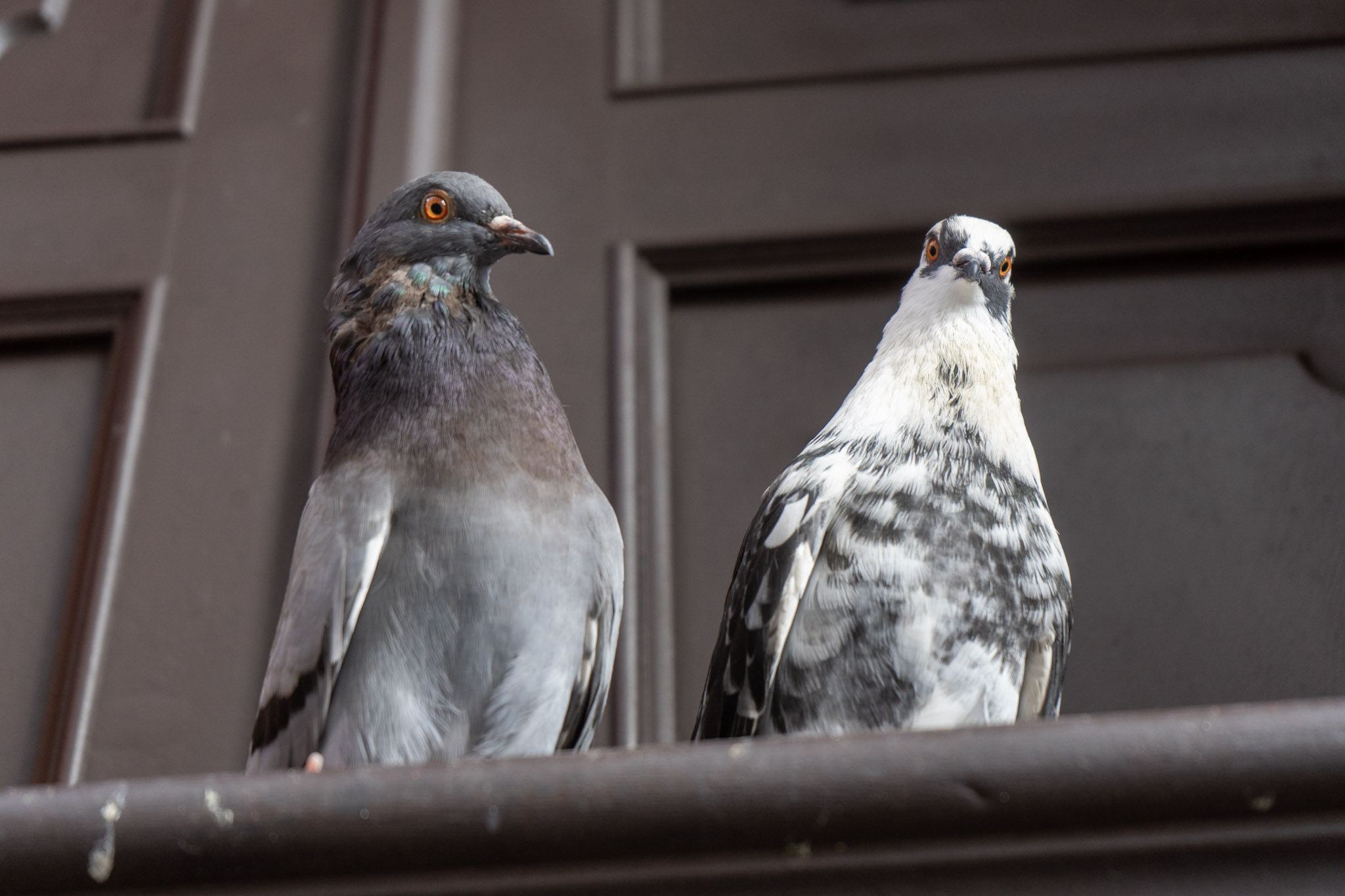 2021-01-01_San_Juan - foto 184