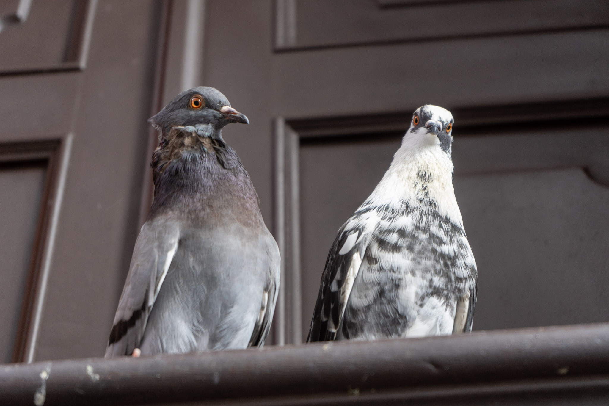San Juan - foto 182